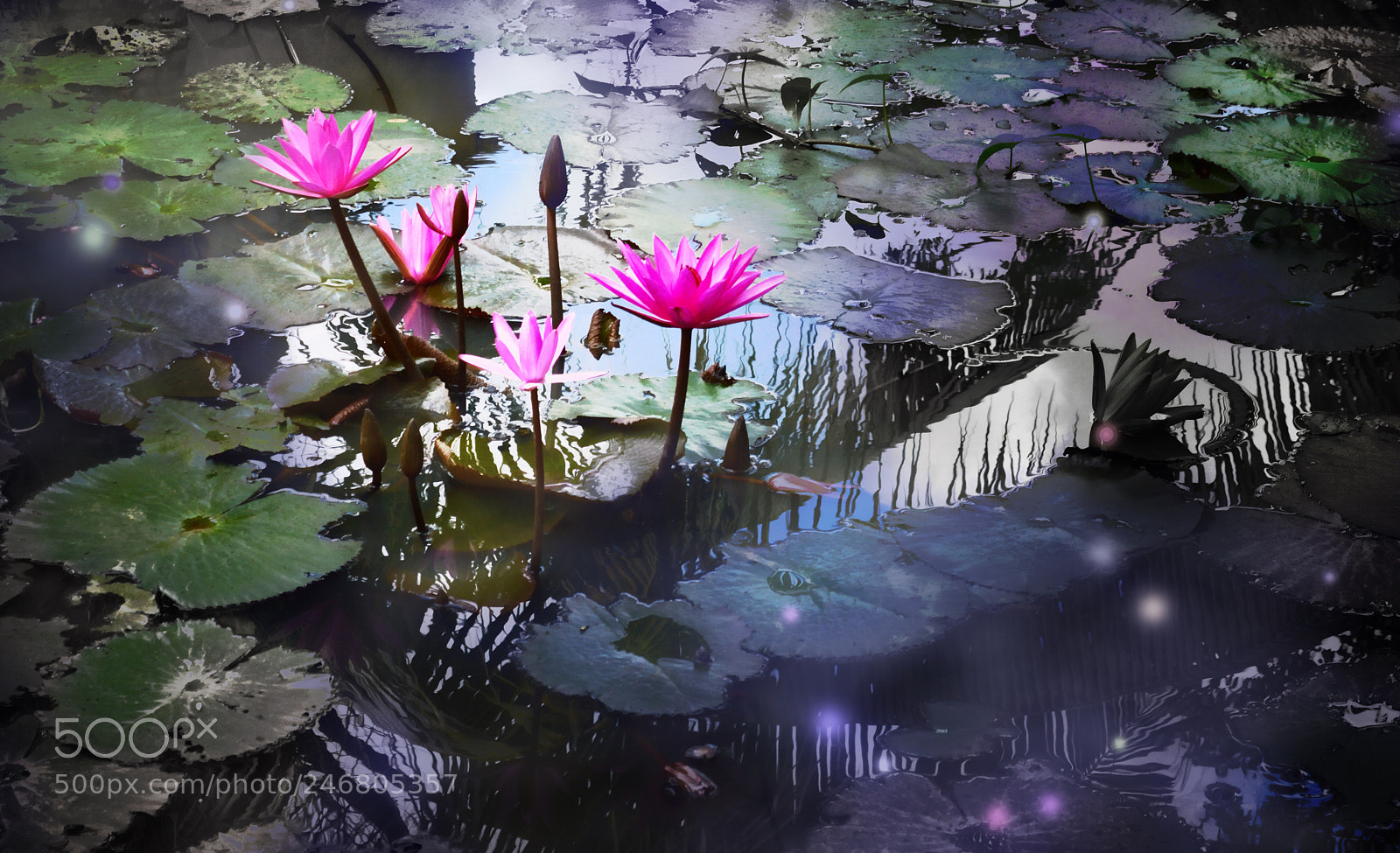Nikon D3200 sample photo. Mekong water lily photography