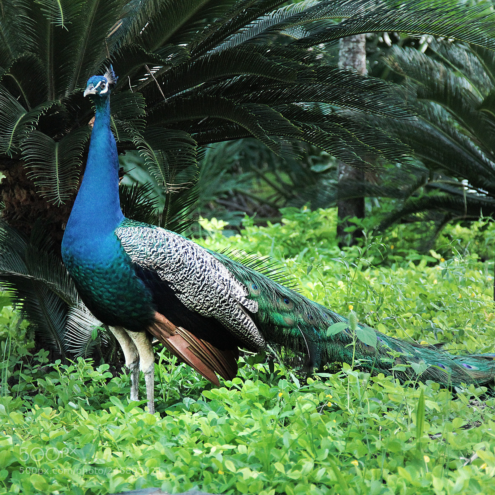 Canon EOS 550D (EOS Rebel T2i / EOS Kiss X4) sample photo. Blue peacock scavenging for photography