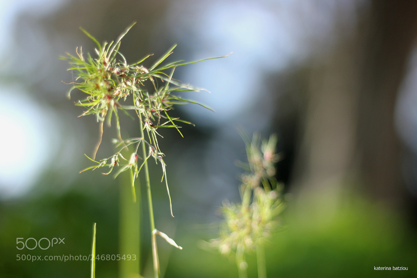 Canon EOS 550D (EOS Rebel T2i / EOS Kiss X4) sample photo. Fragile photography