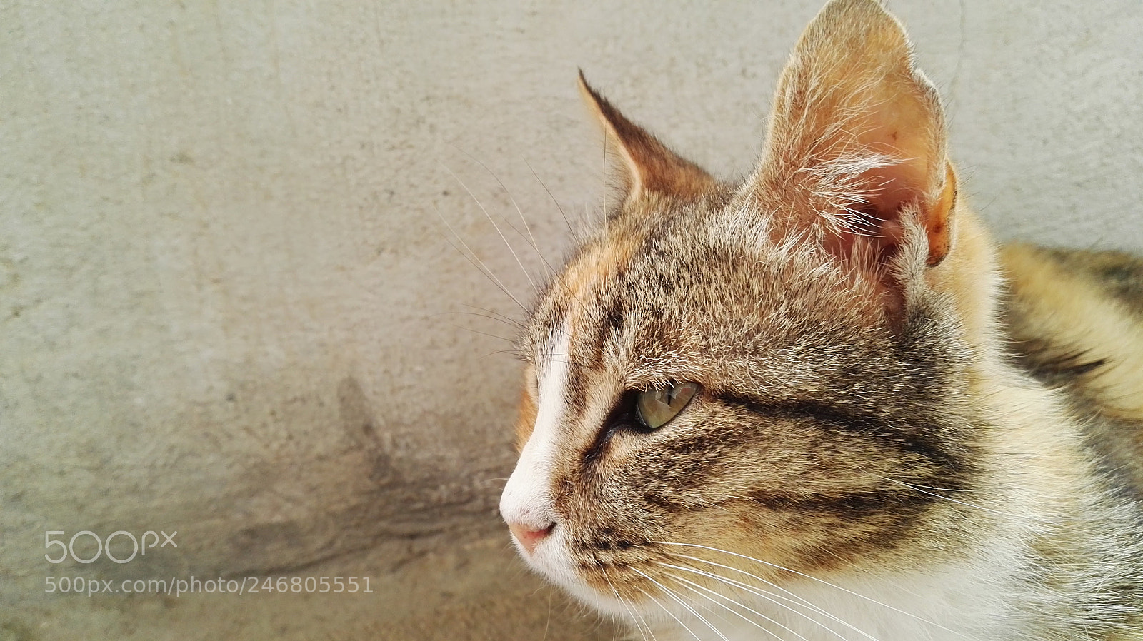 HUAWEI P8 sample photo. Dav photography