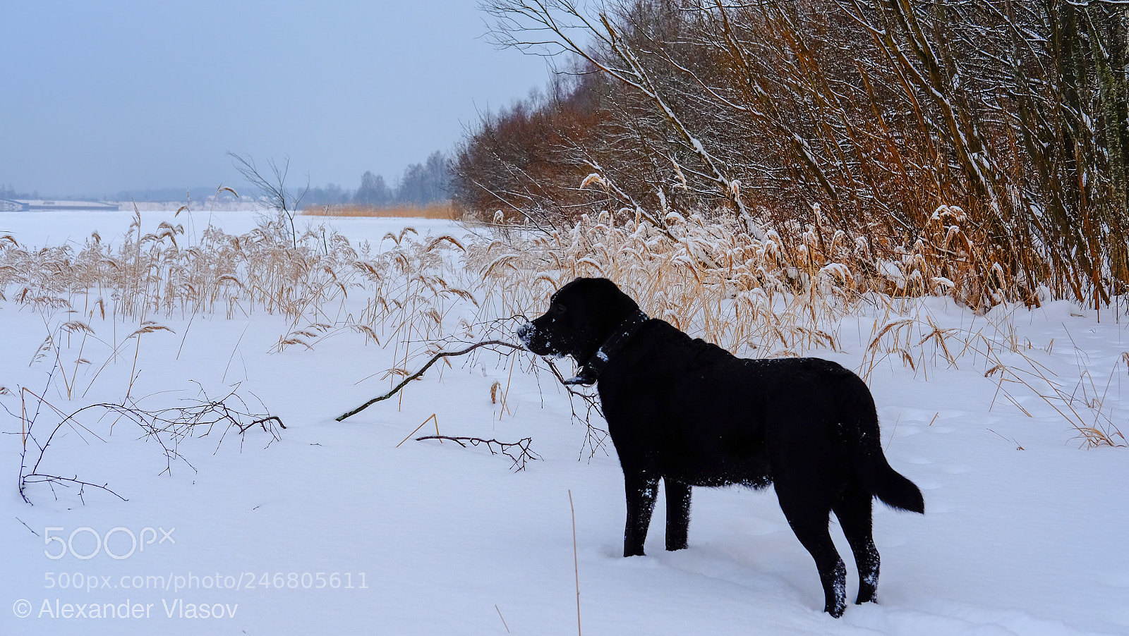 Fujifilm X-T10 sample photo. White snow, black dog photography