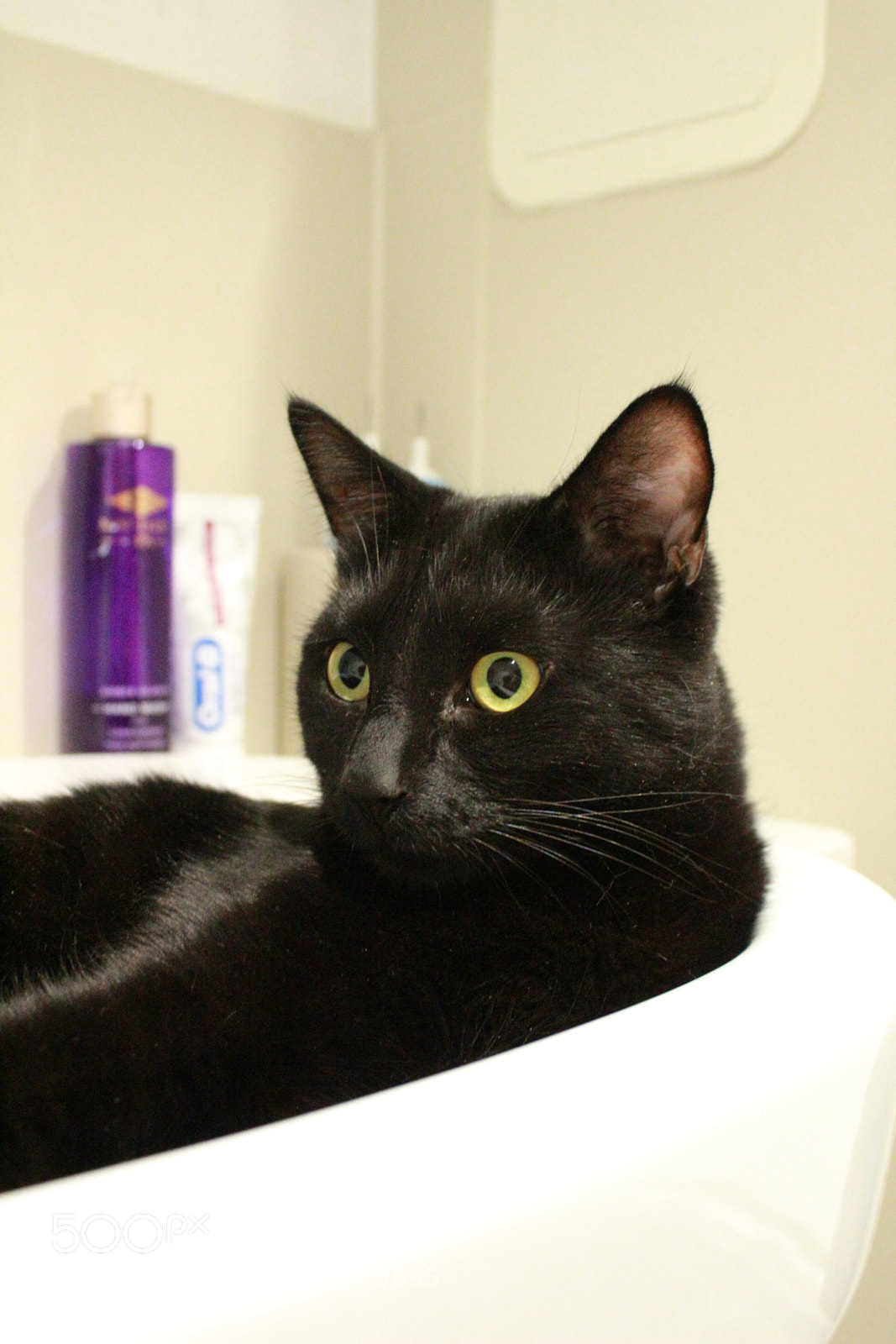 Canon EF-S 18-55mm F3.5-5.6 III sample photo. Thor photography