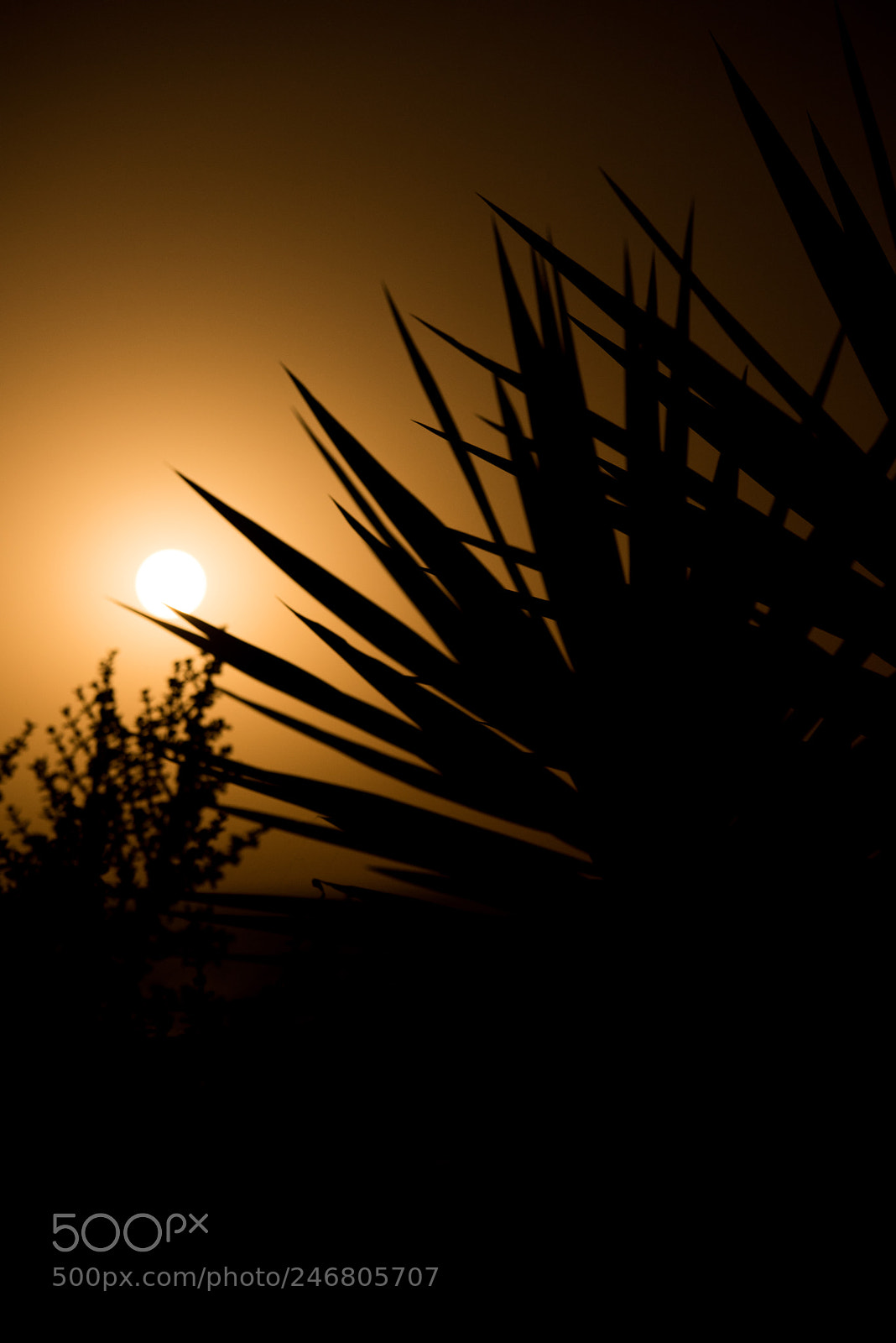 Nikon D810 sample photo. Shadow2 photography