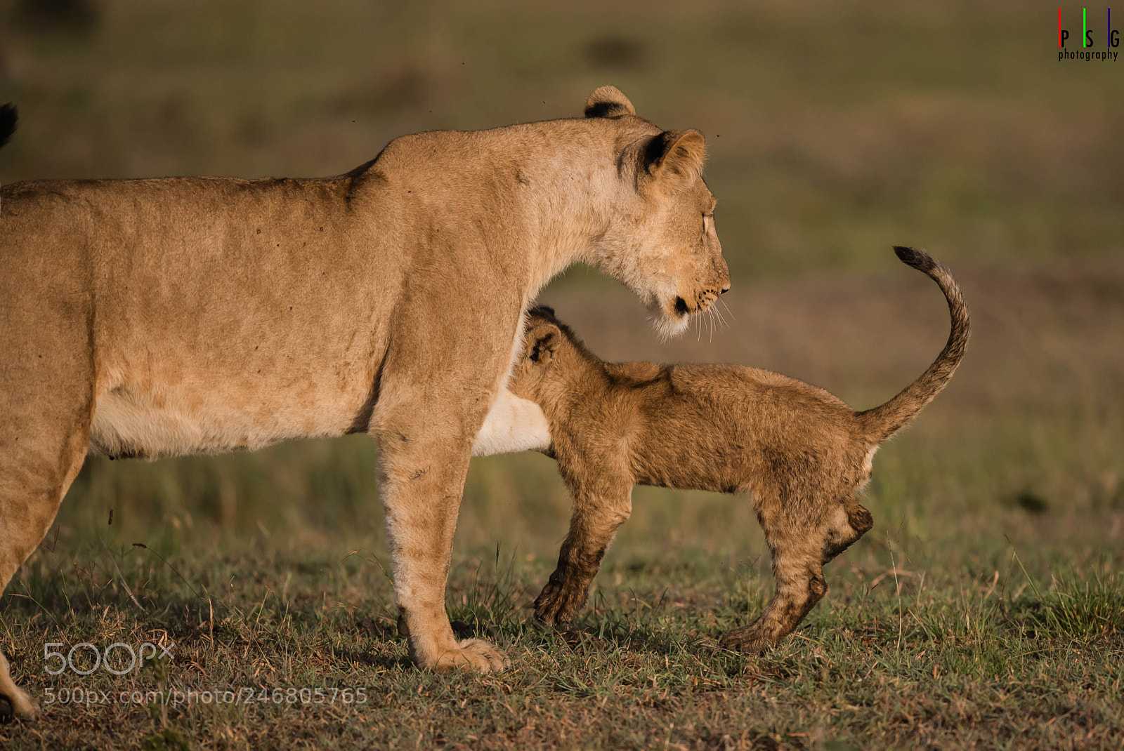 Nikon D5 sample photo. Tender moments photography