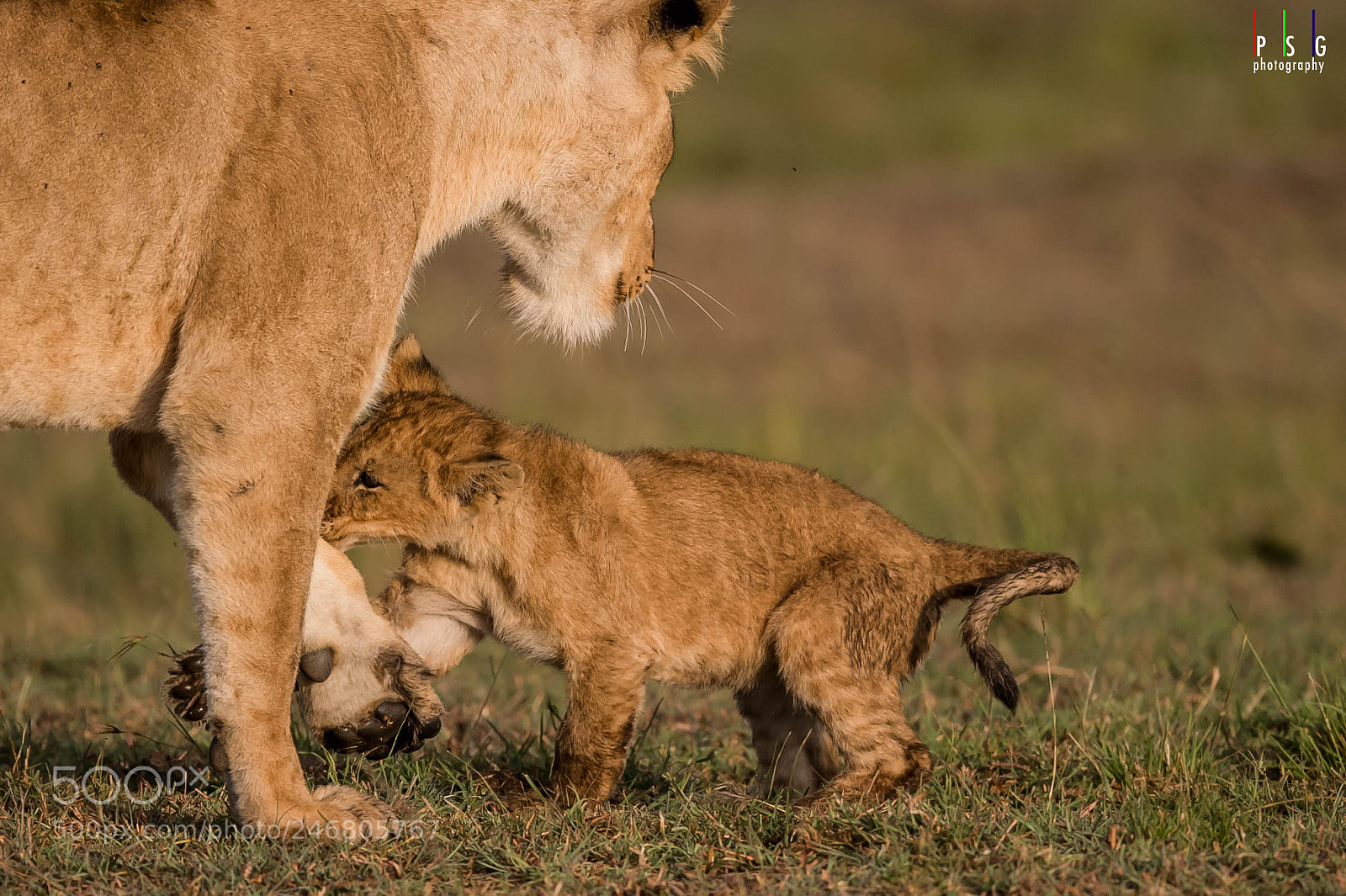 Nikon D5 sample photo. Tender moments photography