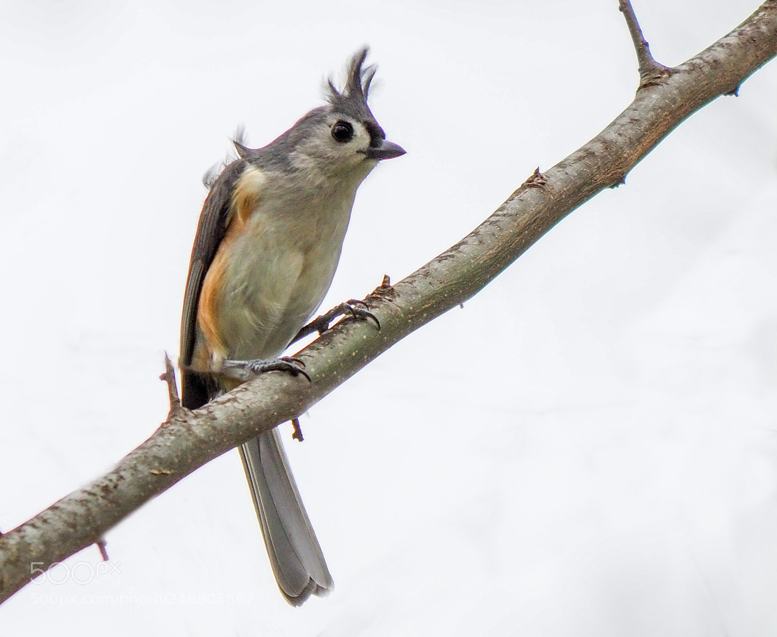 Olympus OM-D E-M1 Mark II sample photo. Tufted titmouse photography