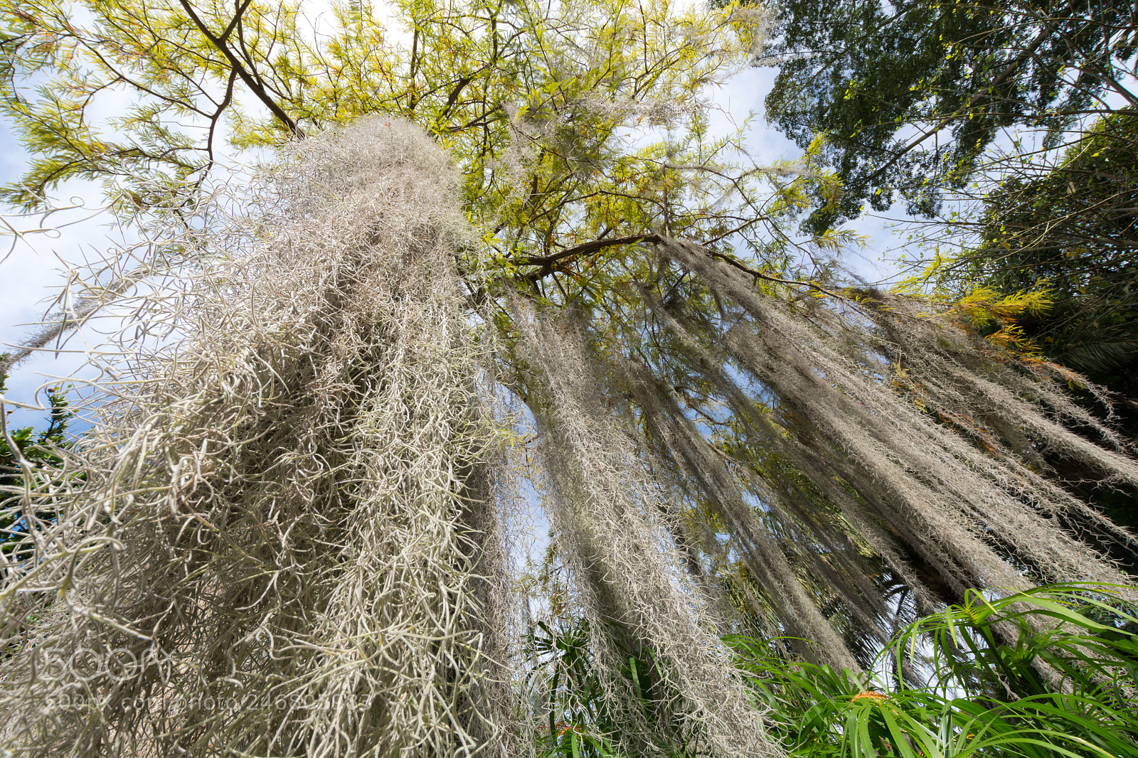Nikon D7100 sample photo. Spanish moss photography