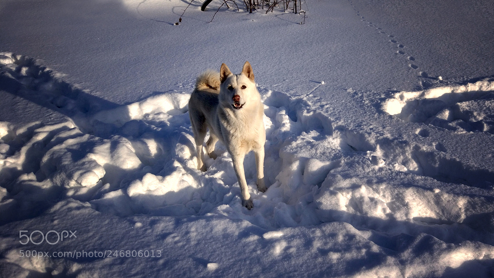 Xiaomi MI 5 sample photo. White dog photography