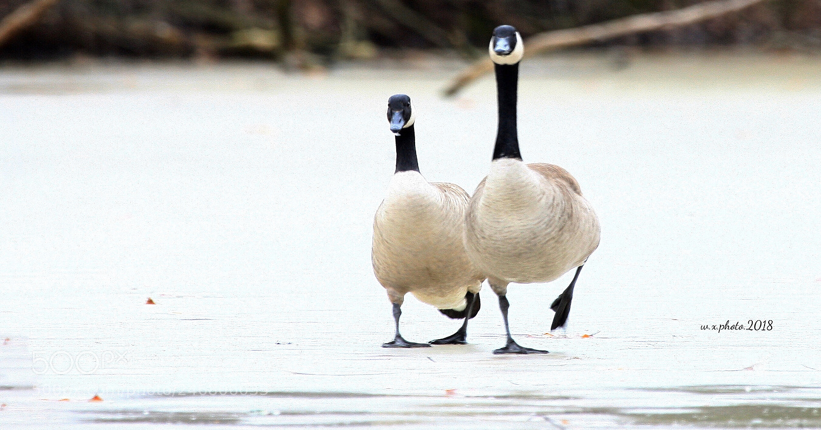 Canon EOS-1Ds Mark III sample photo. Love photography