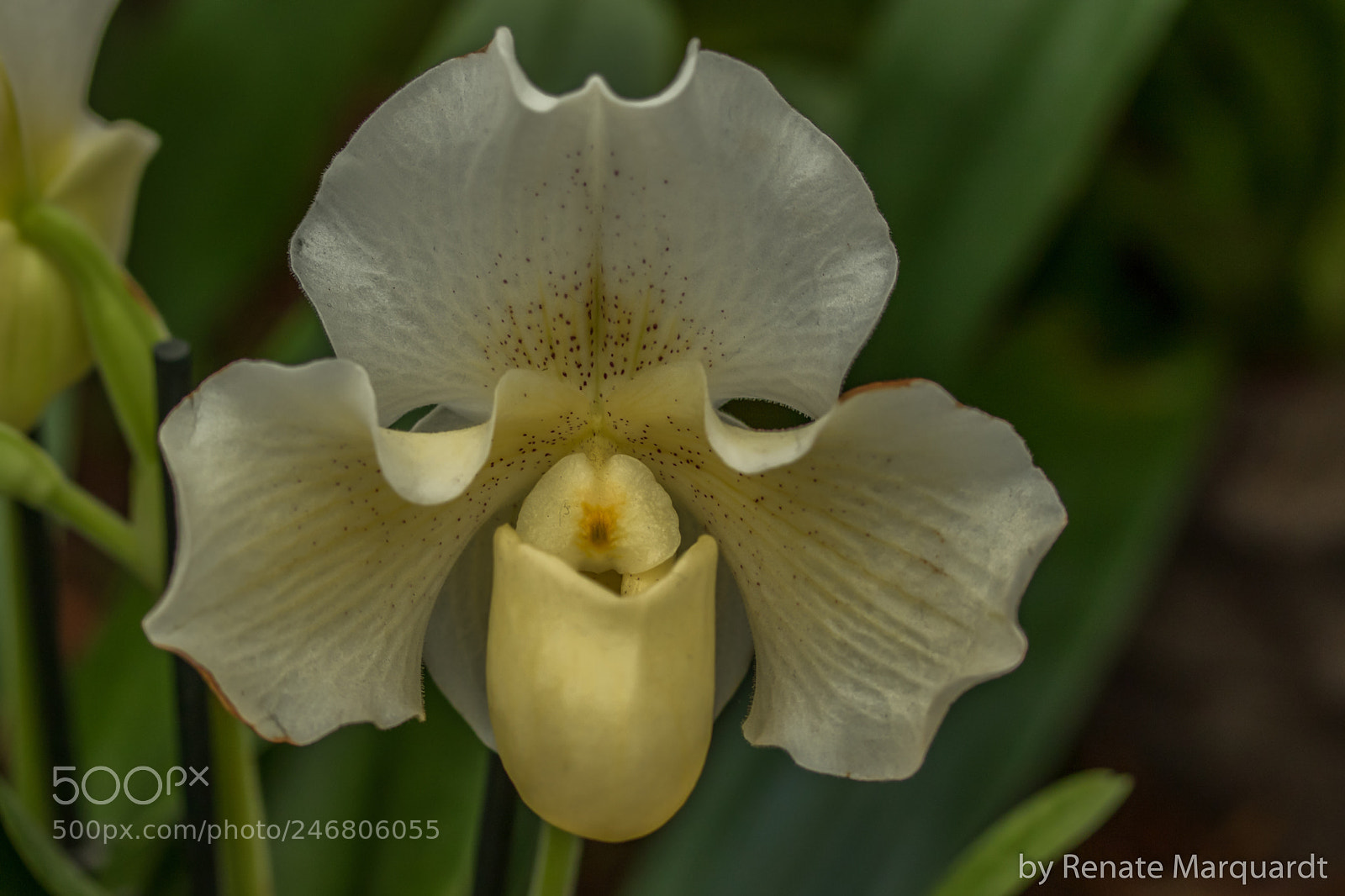 Canon EOS 7D Mark II sample photo. Orchidee.... photography