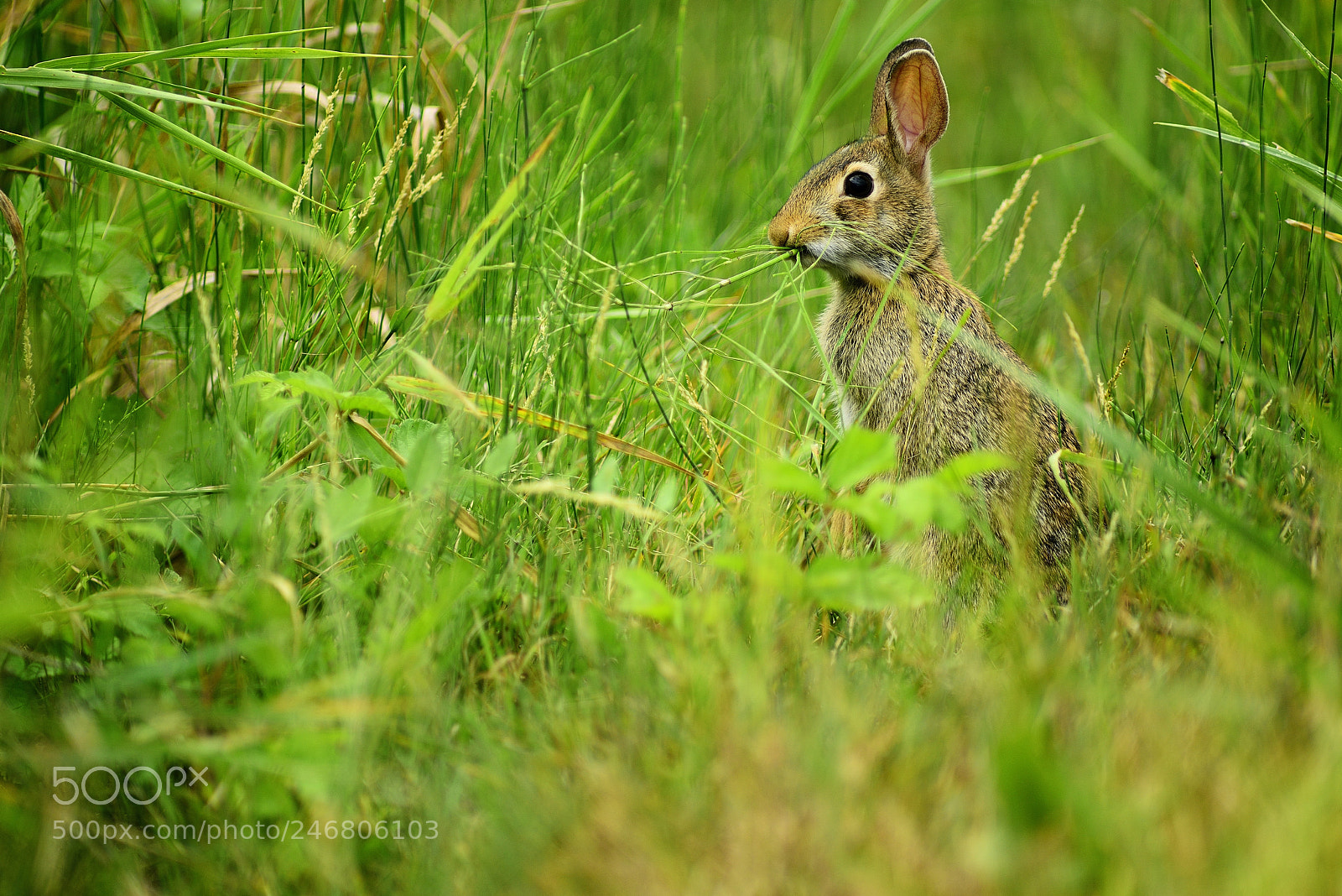 Nikon D800 sample photo. Wild rabbit photography