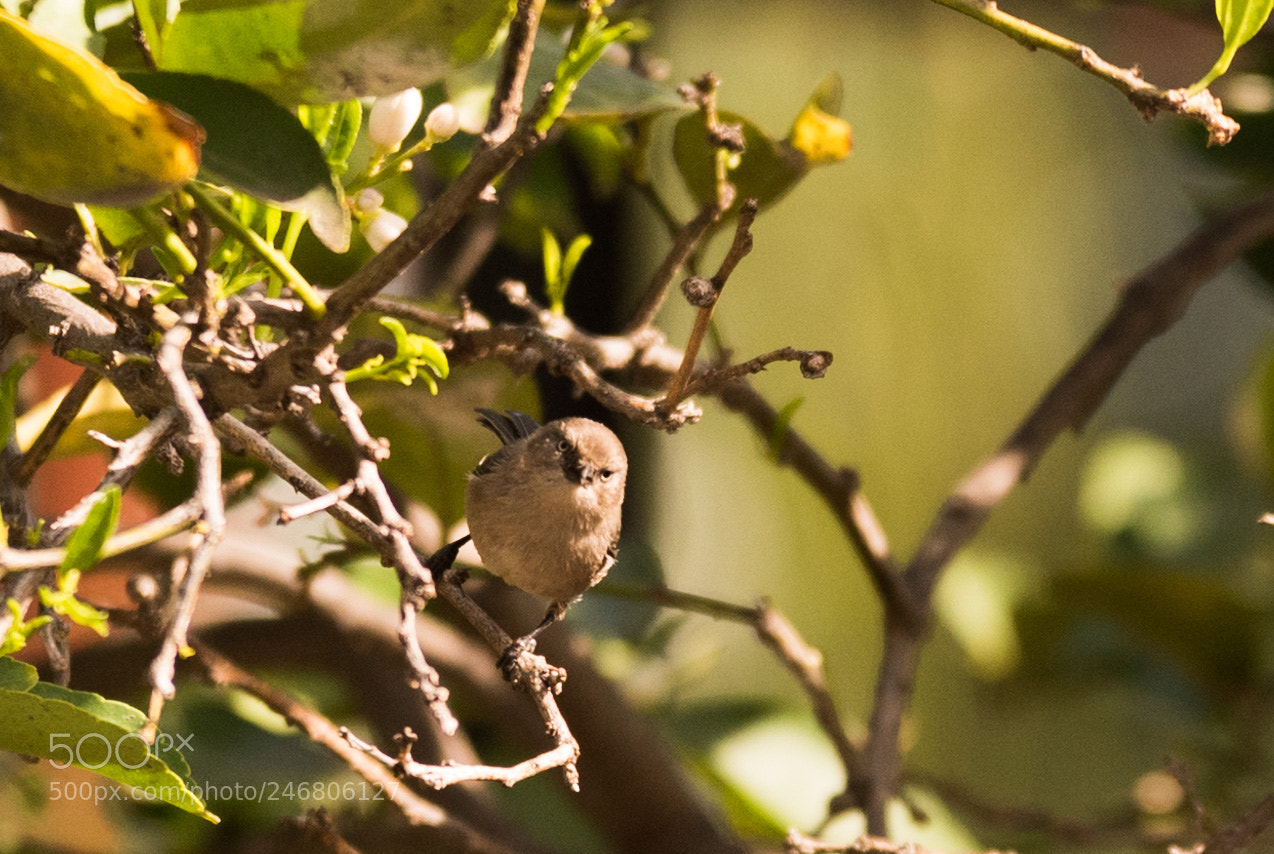 Nikon D810 sample photo. Madbird photography