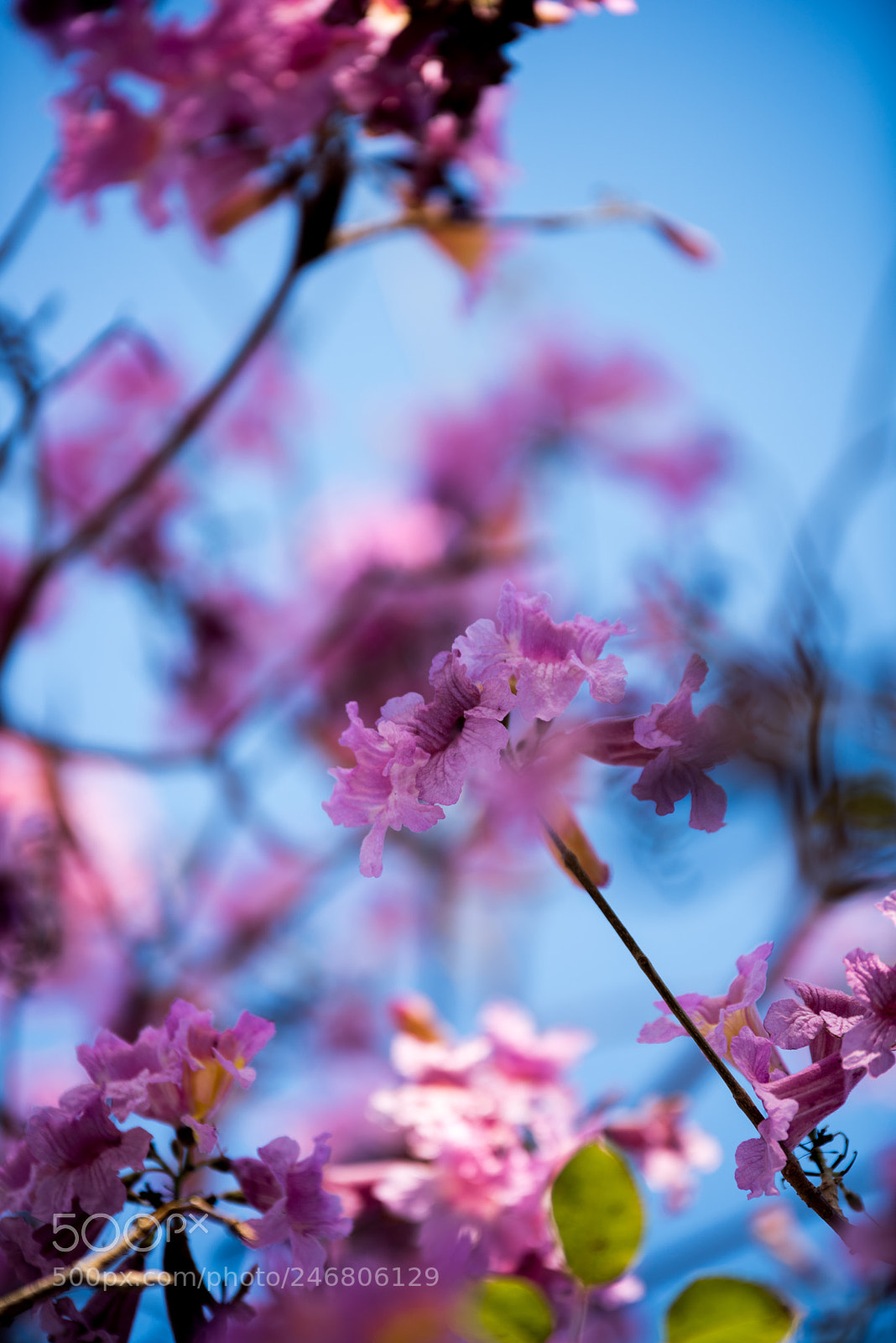 Nikon D810 sample photo. Pink1 photography