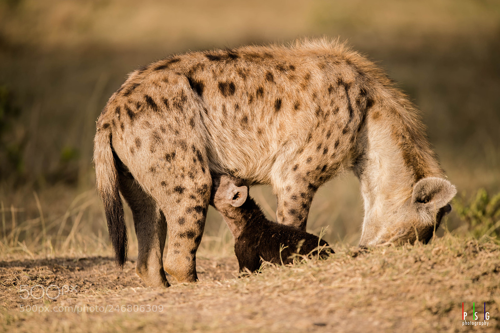 Nikon D5 sample photo. Tender moments between a photography