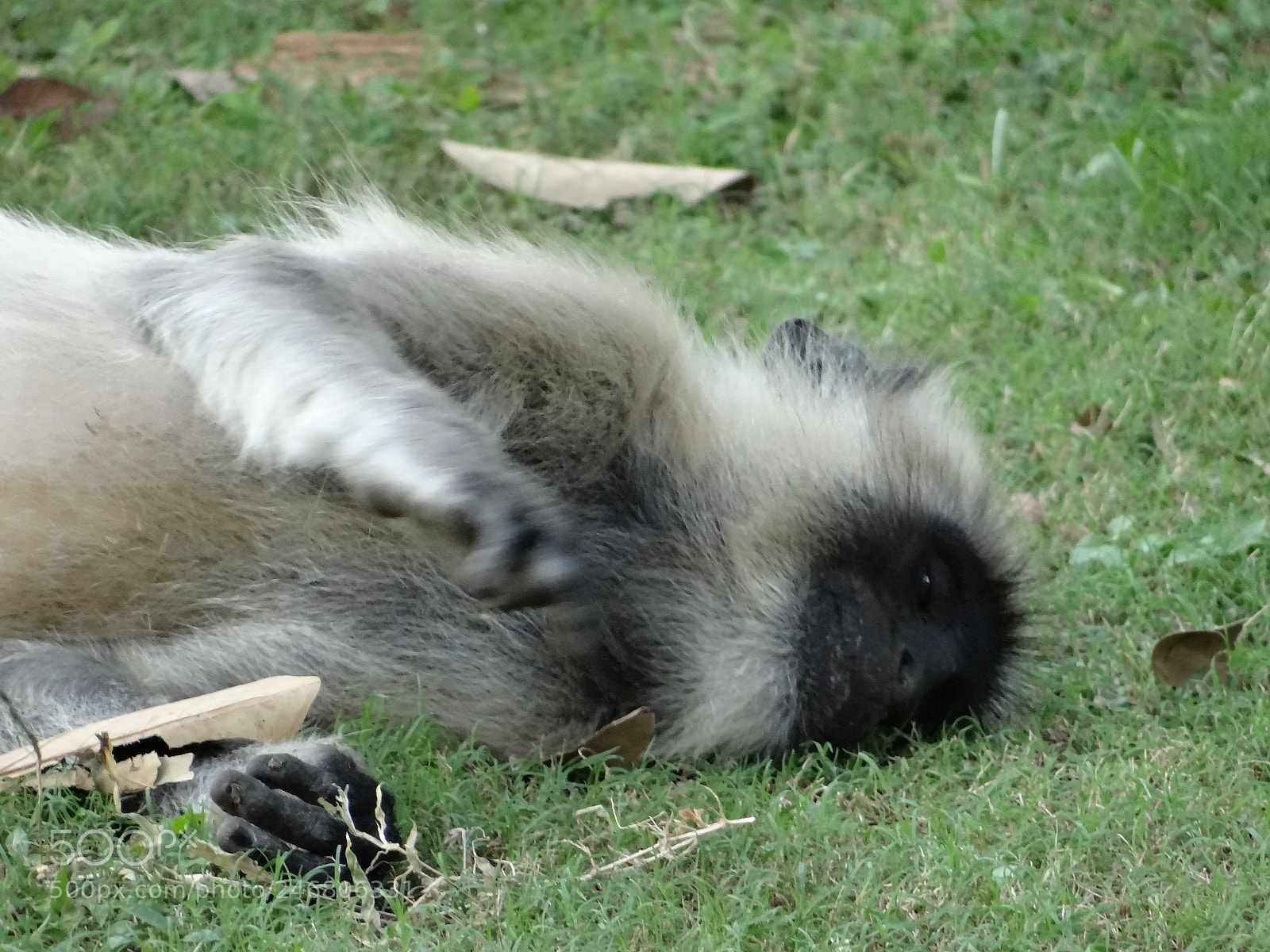Sony DSC-HX200V sample photo. Ear to the ground, photography