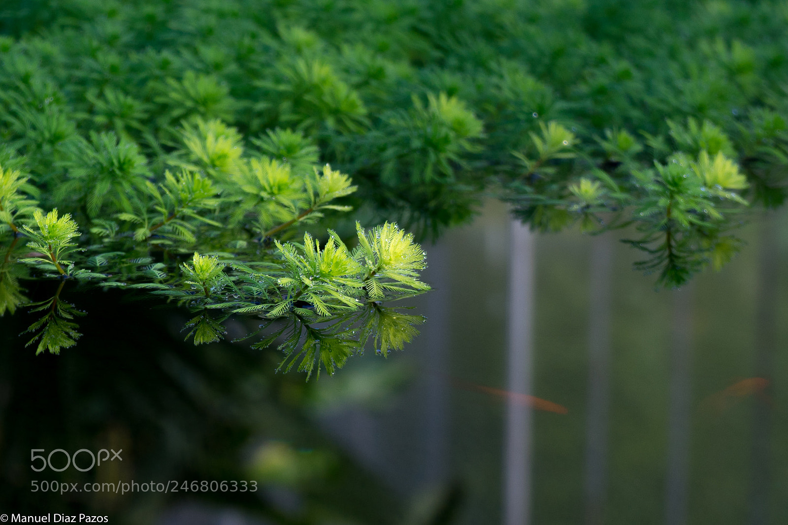 Sony a7 II sample photo. En el estanque photography
