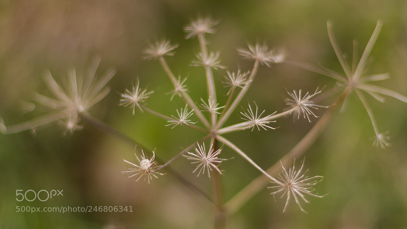 Canon EOS 7D sample photo. Firework photography