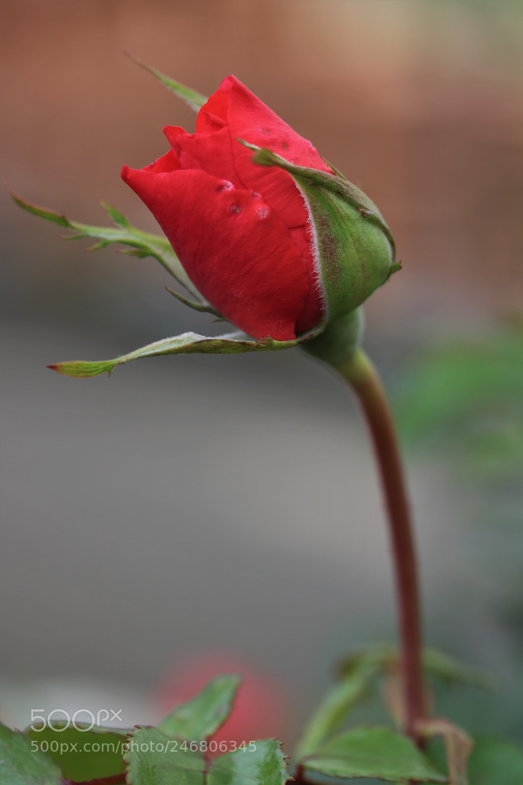 Canon EOS 750D (EOS Rebel T6i / EOS Kiss X8i) sample photo. Red rose. photography