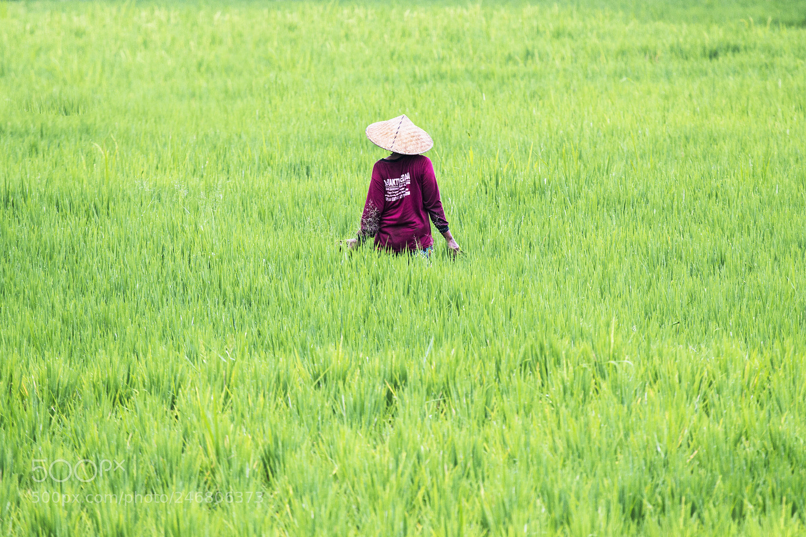 Canon EOS 60D sample photo. Rice field - indonesia photography