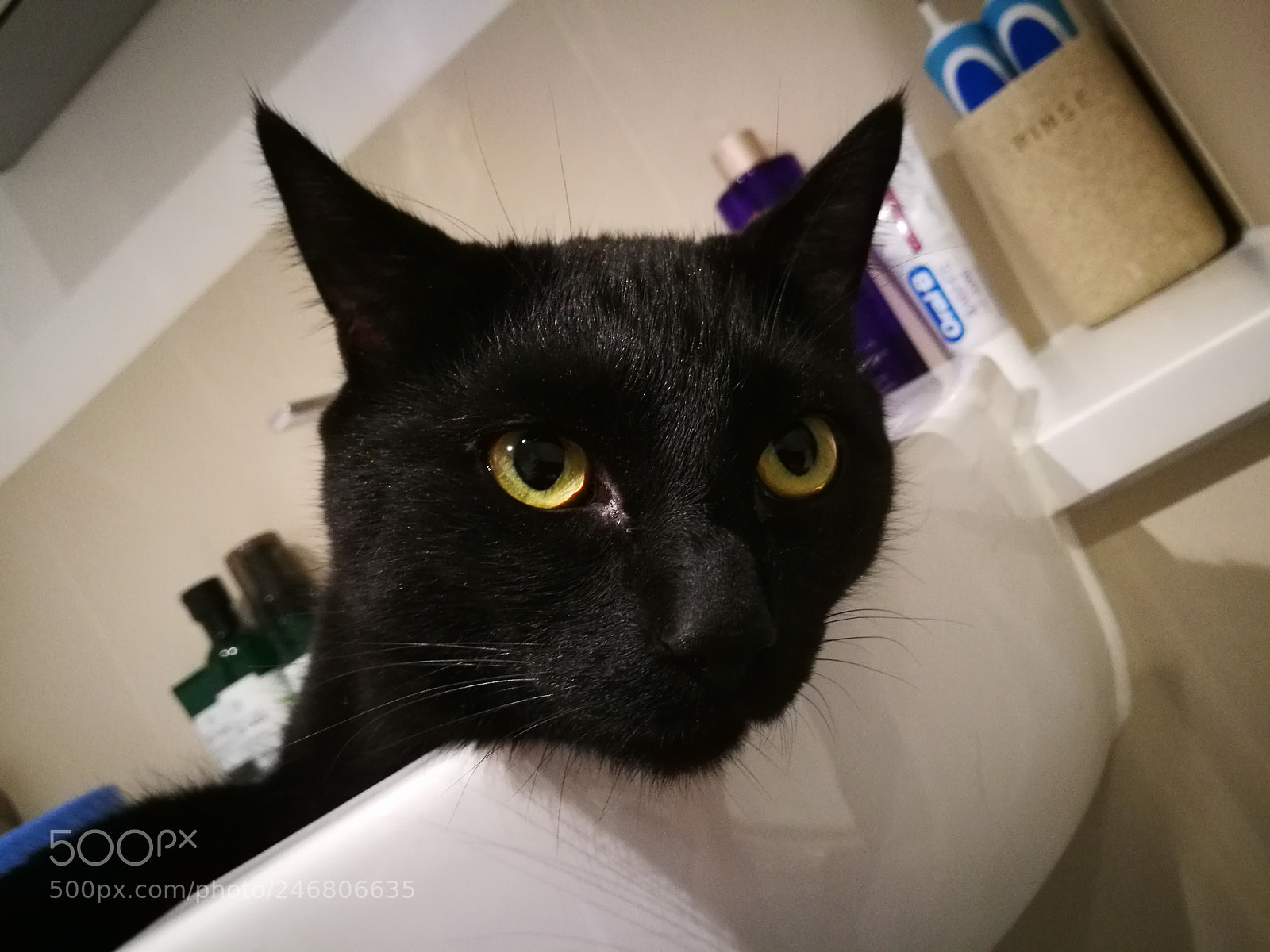 HUAWEI P9 sample photo. Thor ❤ photography