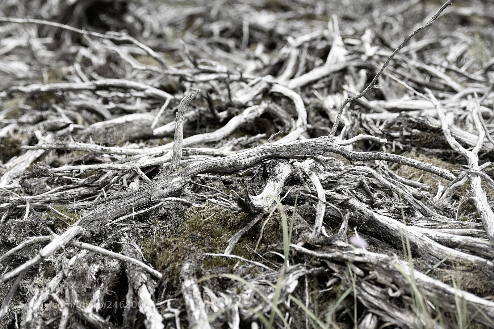 Nikon D7200 sample photo. Branches (of juniper) photography