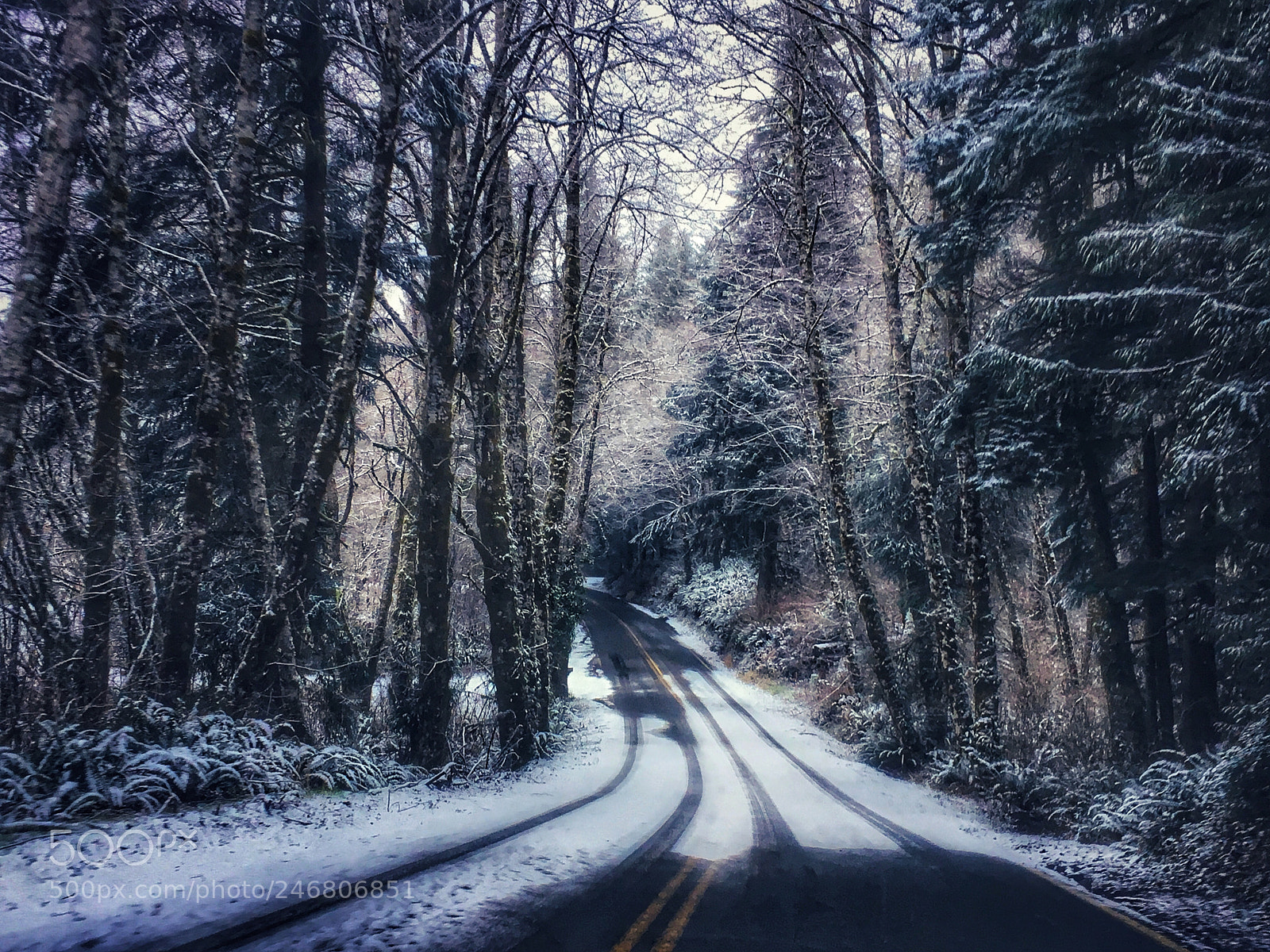 Apple iPhone SE sample photo. Forest road photography