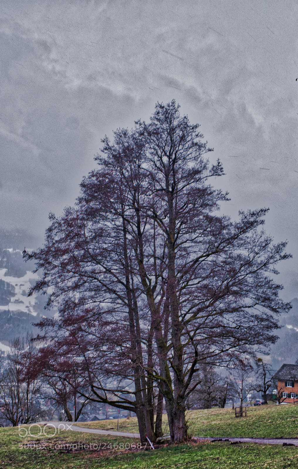 Fujifilm X-Pro2 sample photo. Old tree photography