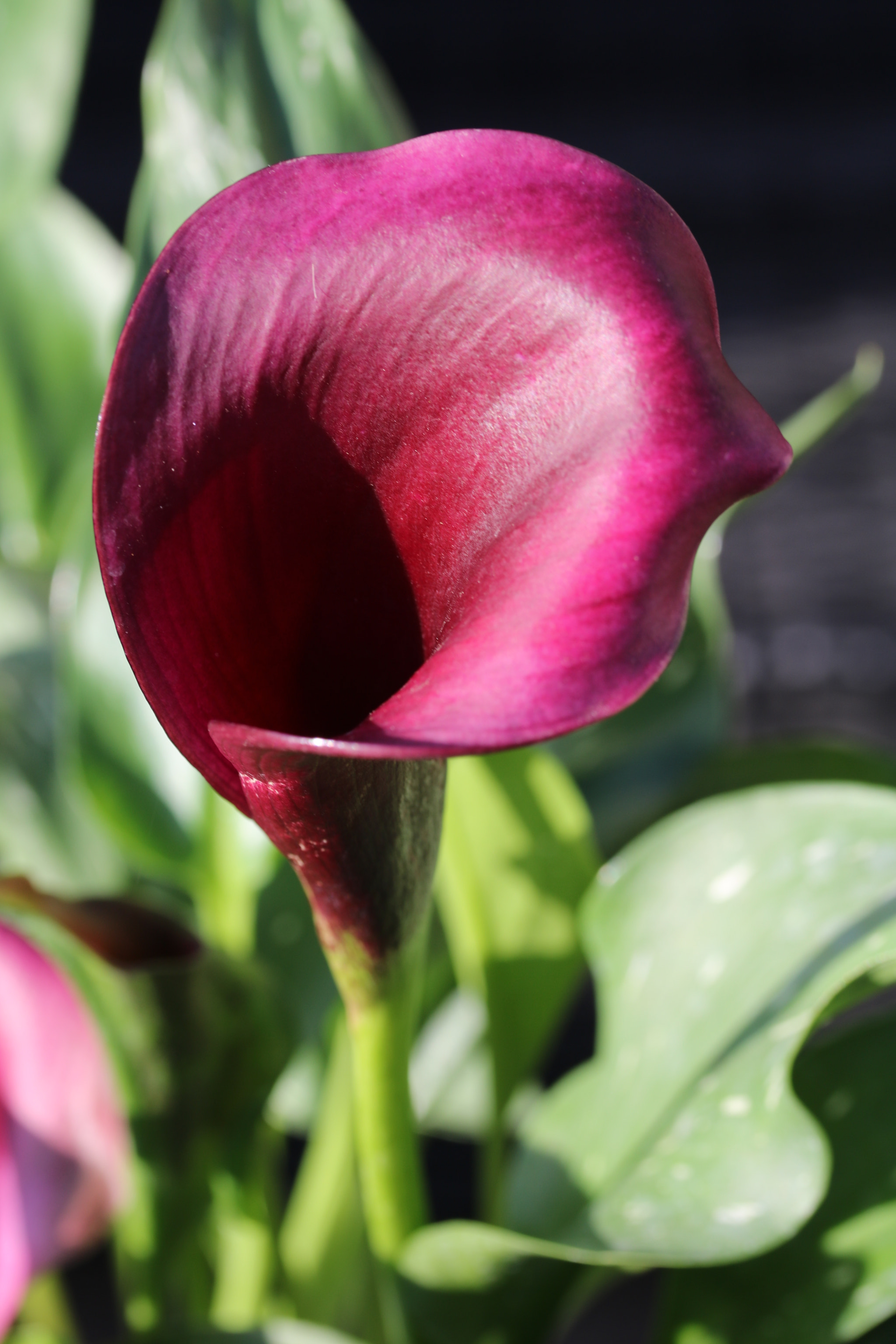 Canon EF-S 60mm F2.8 Macro USM sample photo. Cala lily photography