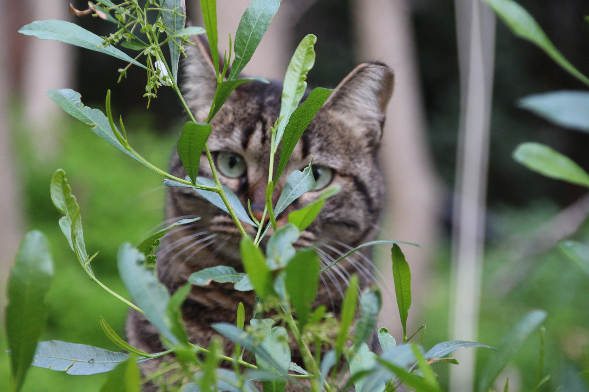 Canon EOS 700D (EOS Rebel T5i / EOS Kiss X7i) sample photo. Cat behind the bush photography