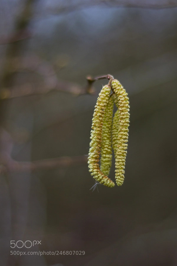 Canon EOS 7D sample photo. Common hazel corylus avellana photography