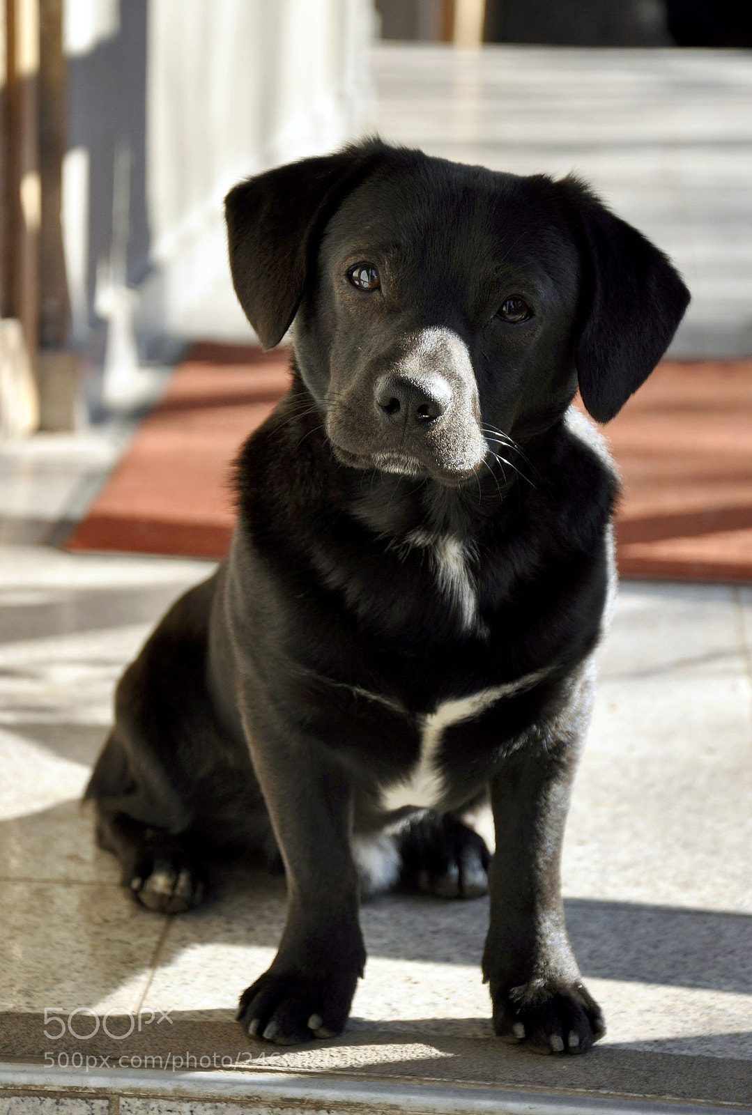 Nikon D90 sample photo. My dog photography
