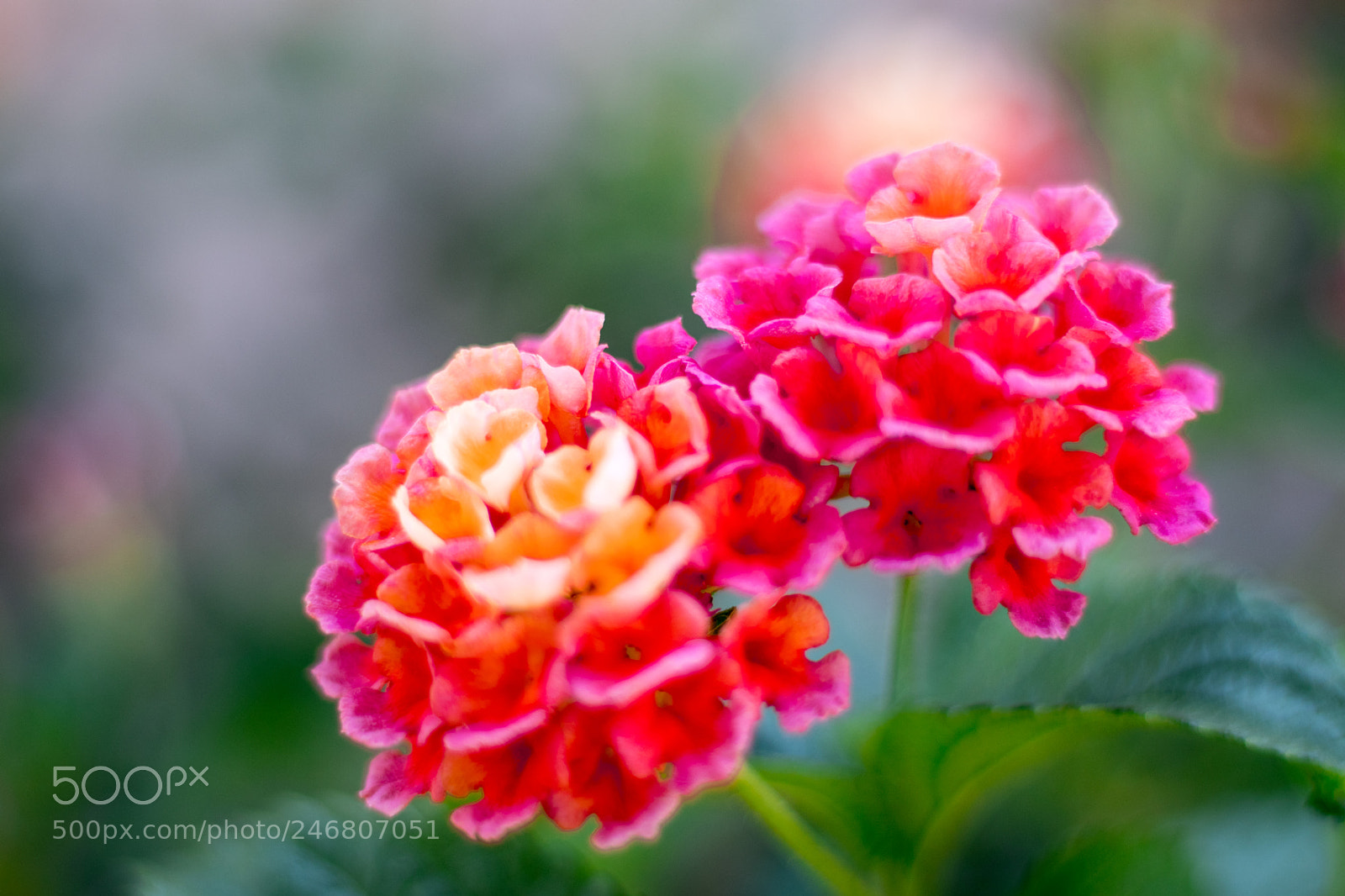 Canon EOS 77D (EOS 9000D / EOS 770D) sample photo. Checa photography