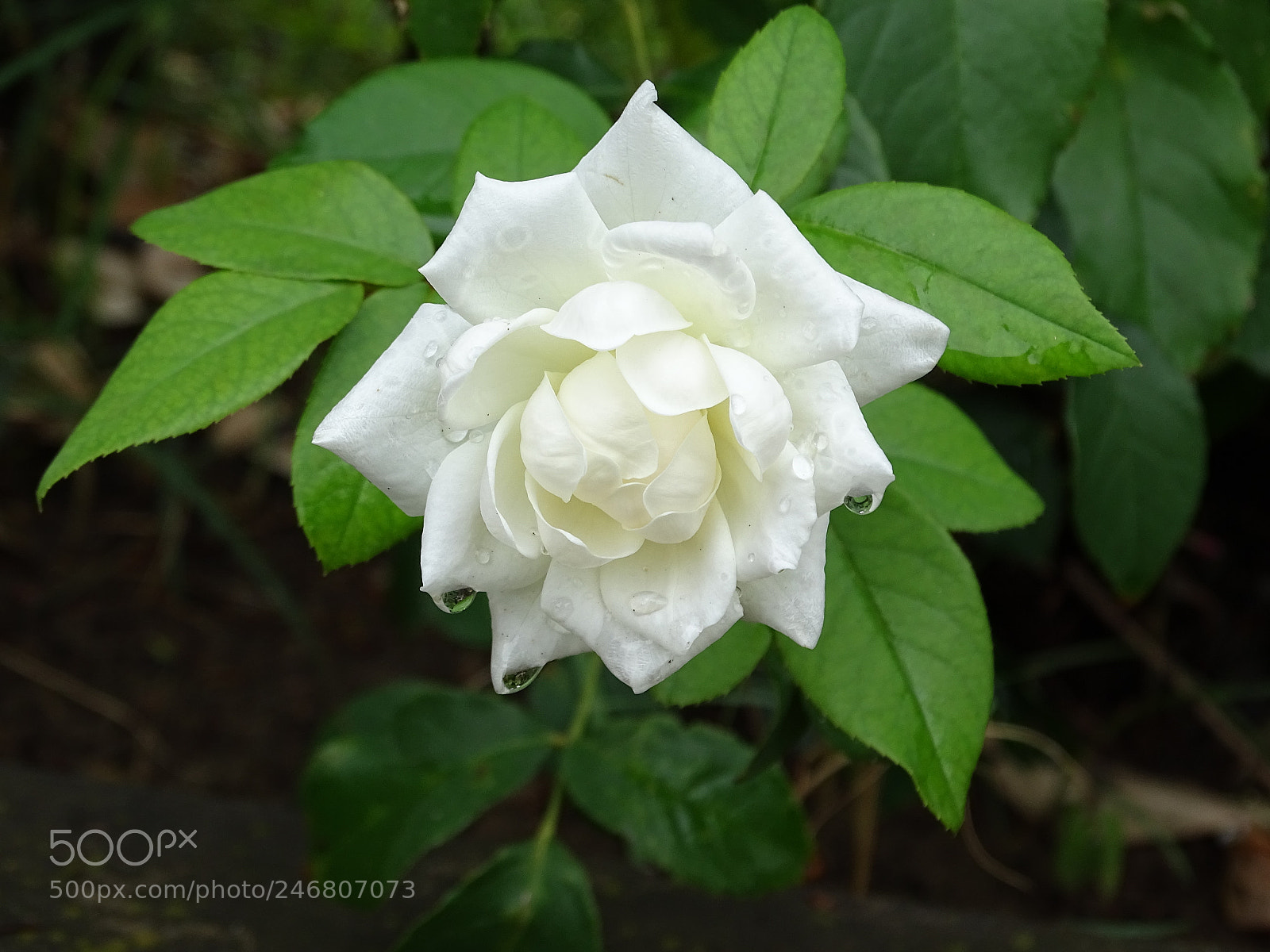Sony Cyber-shot DSC-HX400V sample photo. Untitled photography