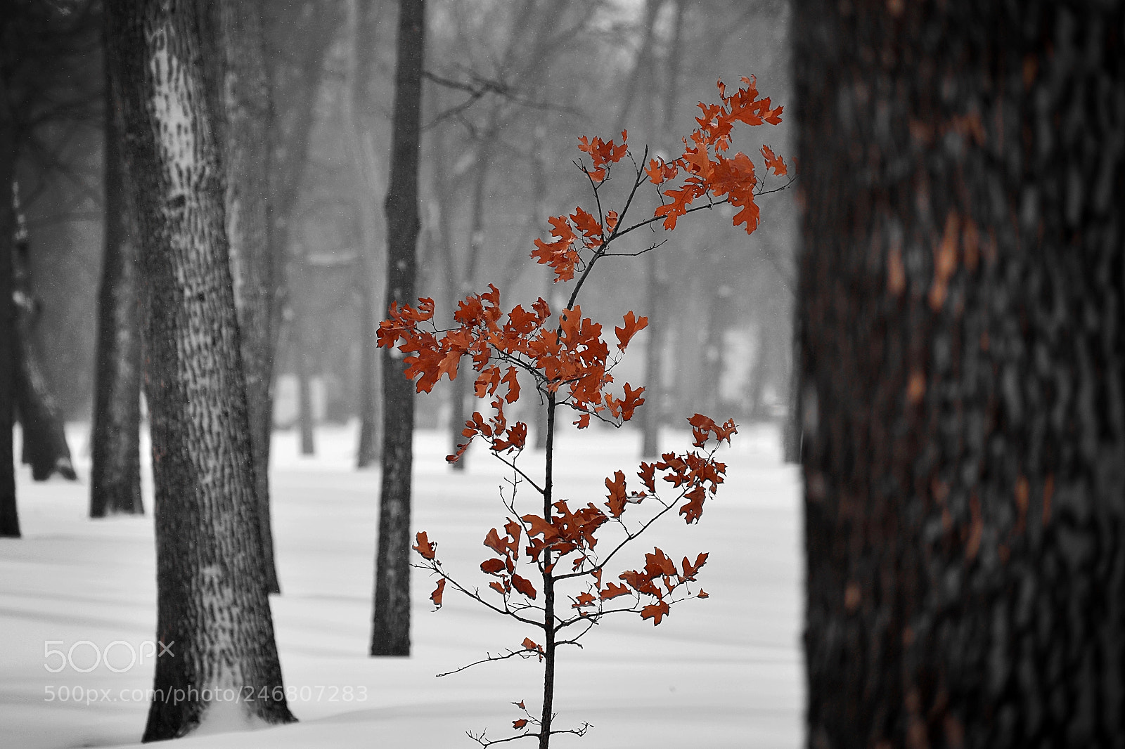 Nikon D3400 sample photo. Last man standing in photography