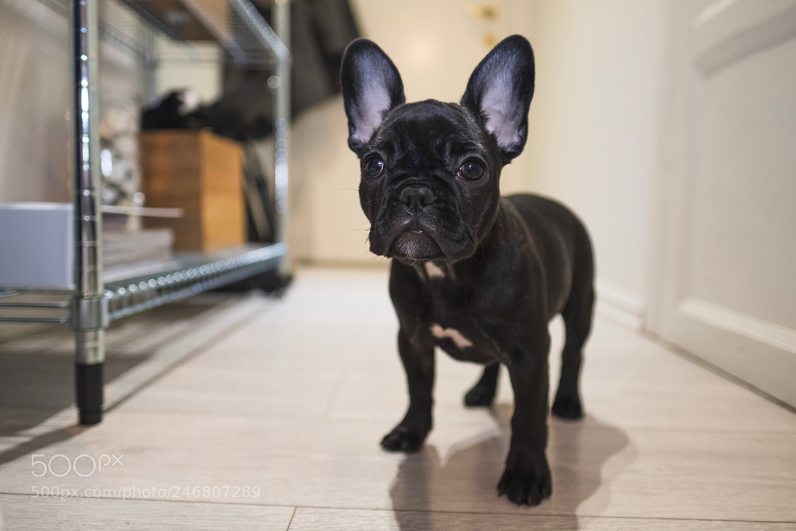 Fujifilm X-T2 sample photo. Puppy photography