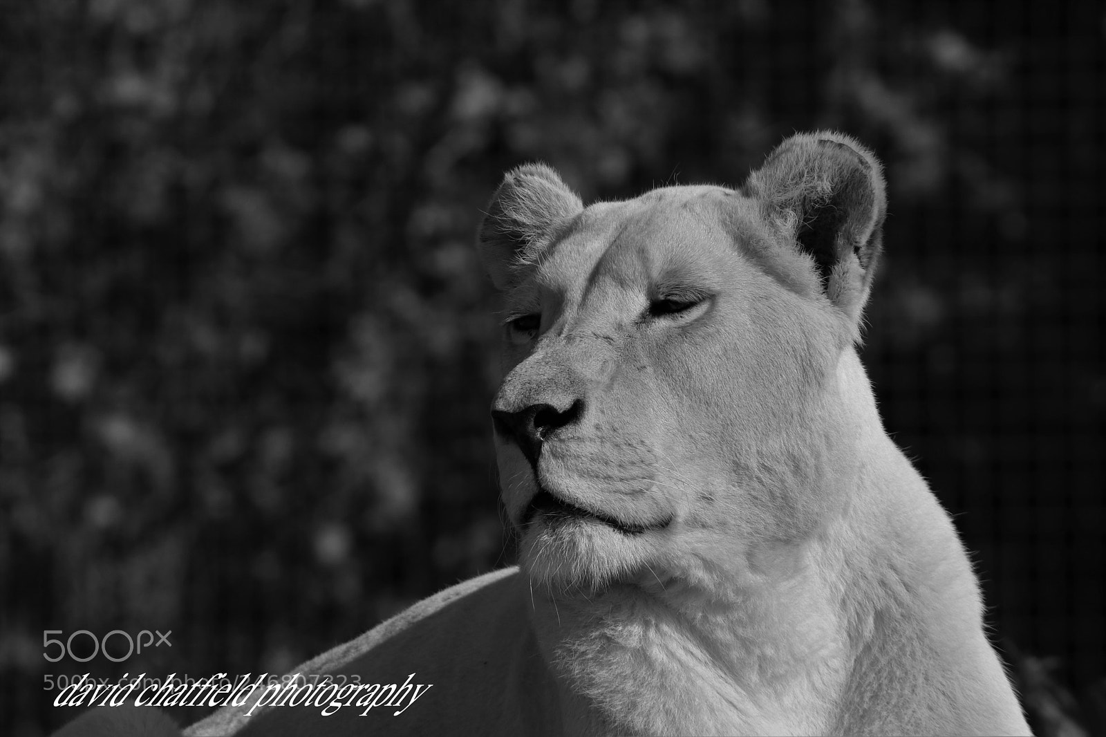 Canon EOS 750D (EOS Rebel T6i / EOS Kiss X8i) sample photo. White lioness photography