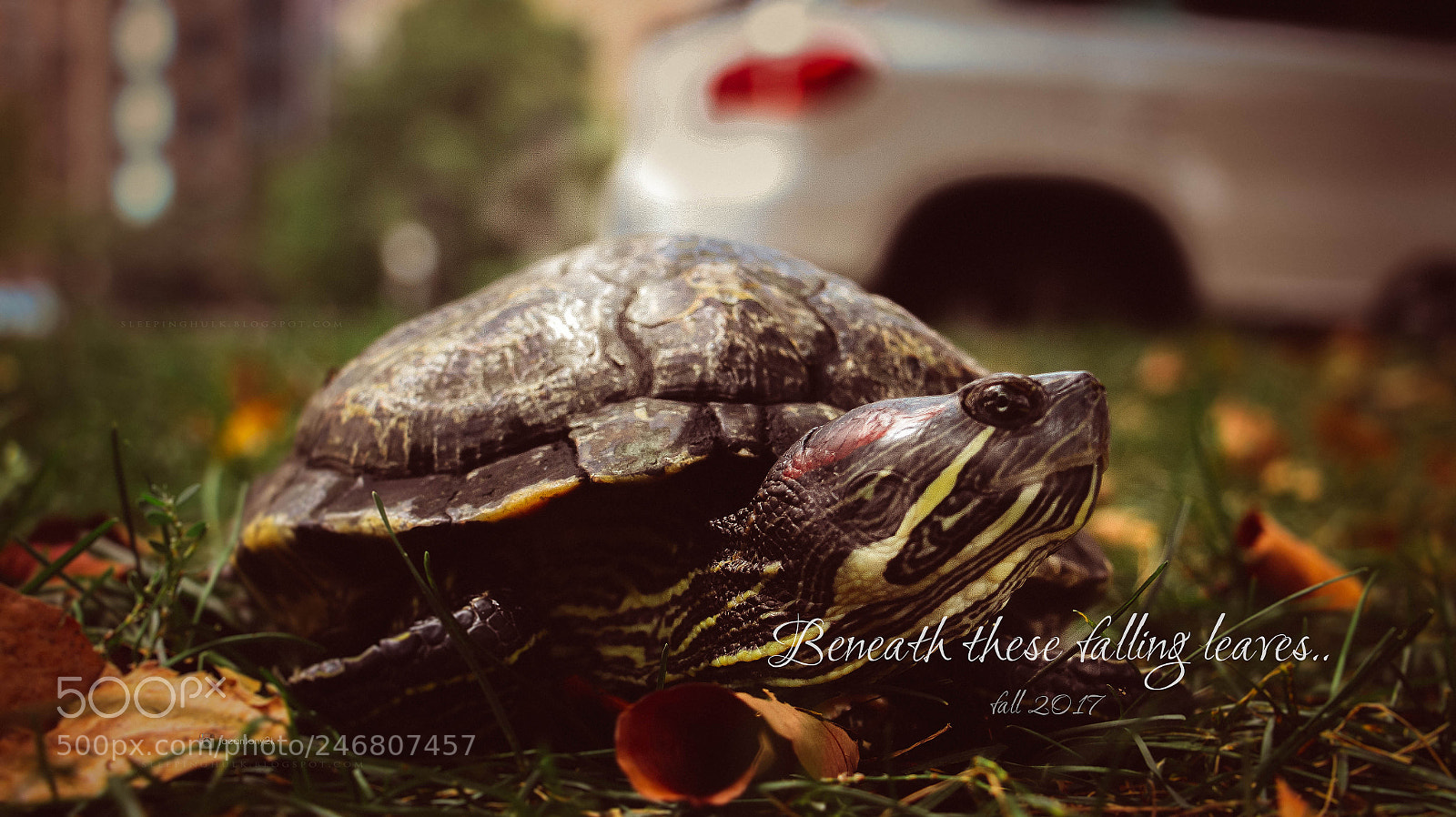 Canon EOS 700D (EOS Rebel T5i / EOS Kiss X7i) sample photo. Red ear slider turtle. photography