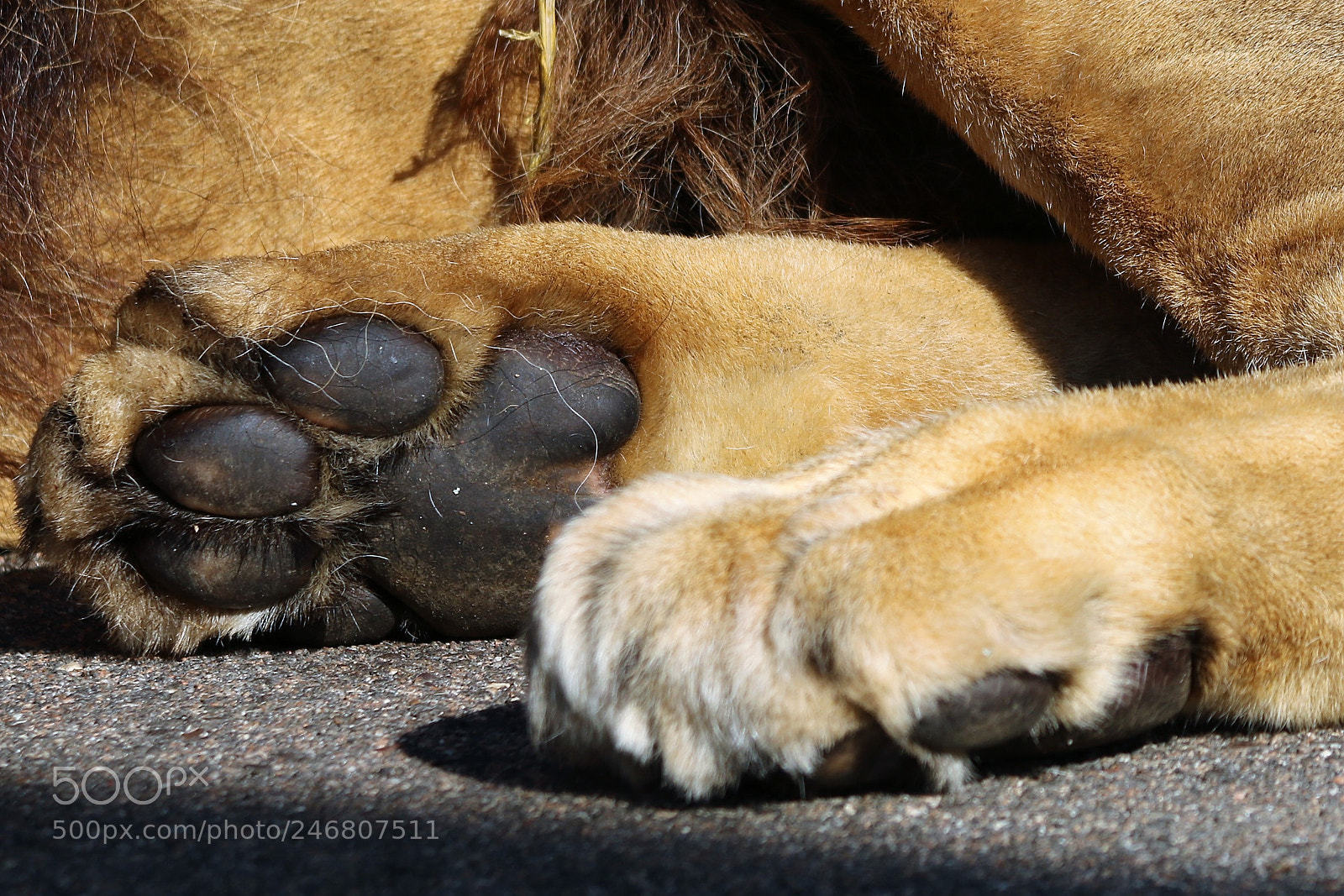 Canon EOS 750D (EOS Rebel T6i / EOS Kiss X8i) sample photo. Lions feet photography