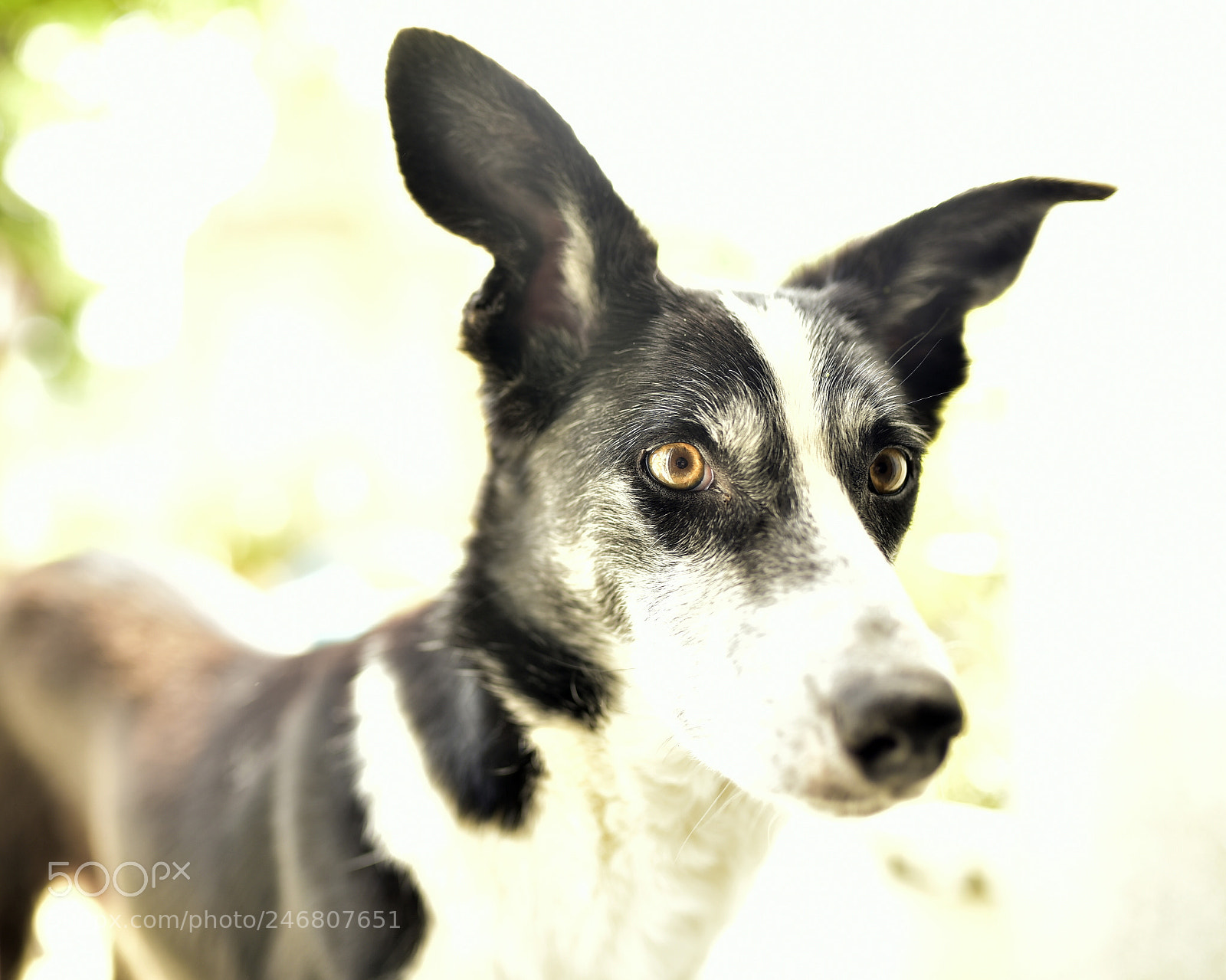 Sigma 35mm F1.4 DG HSM Art sample photo. Dsc photography
