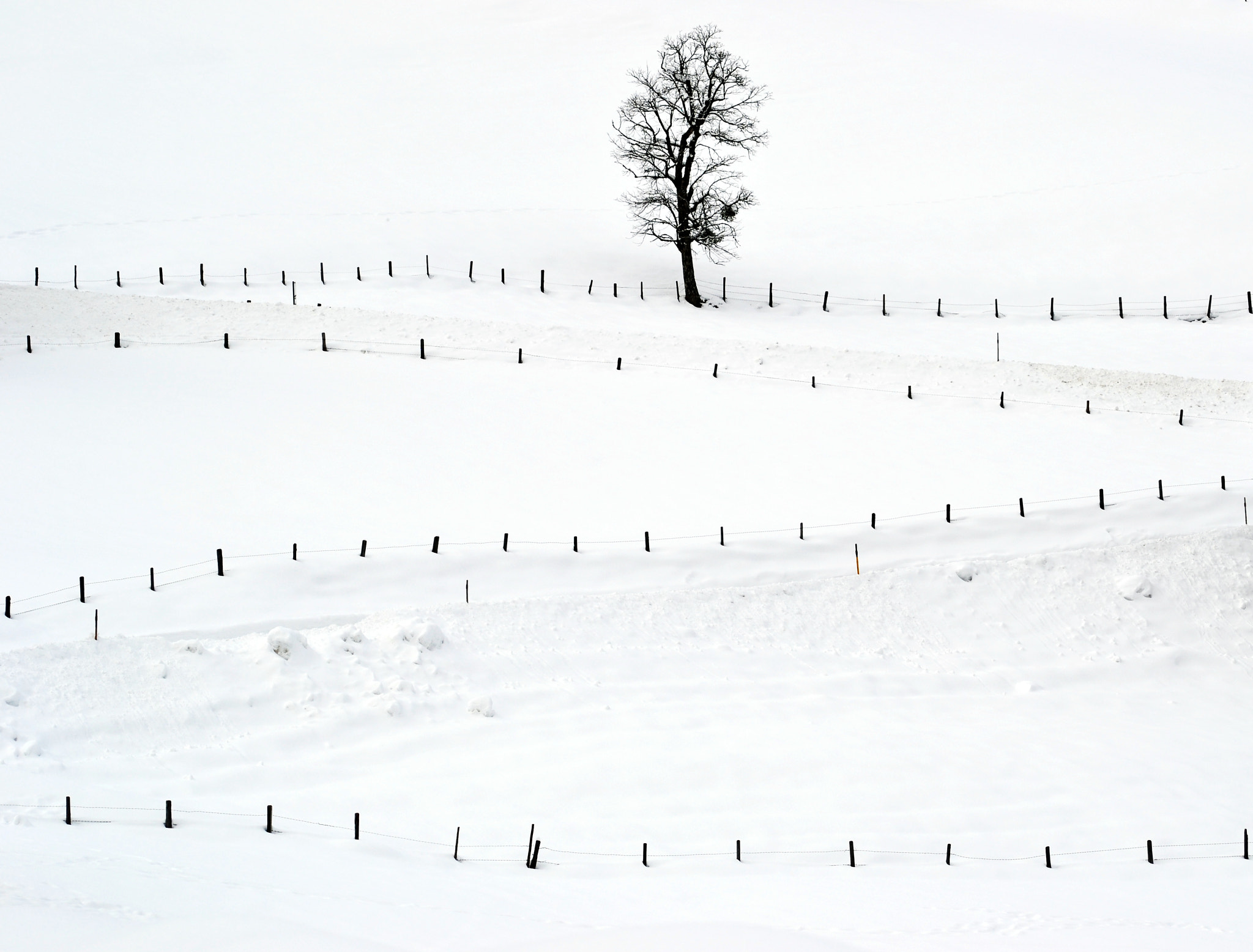 Nikon D3100 sample photo. Fences photography