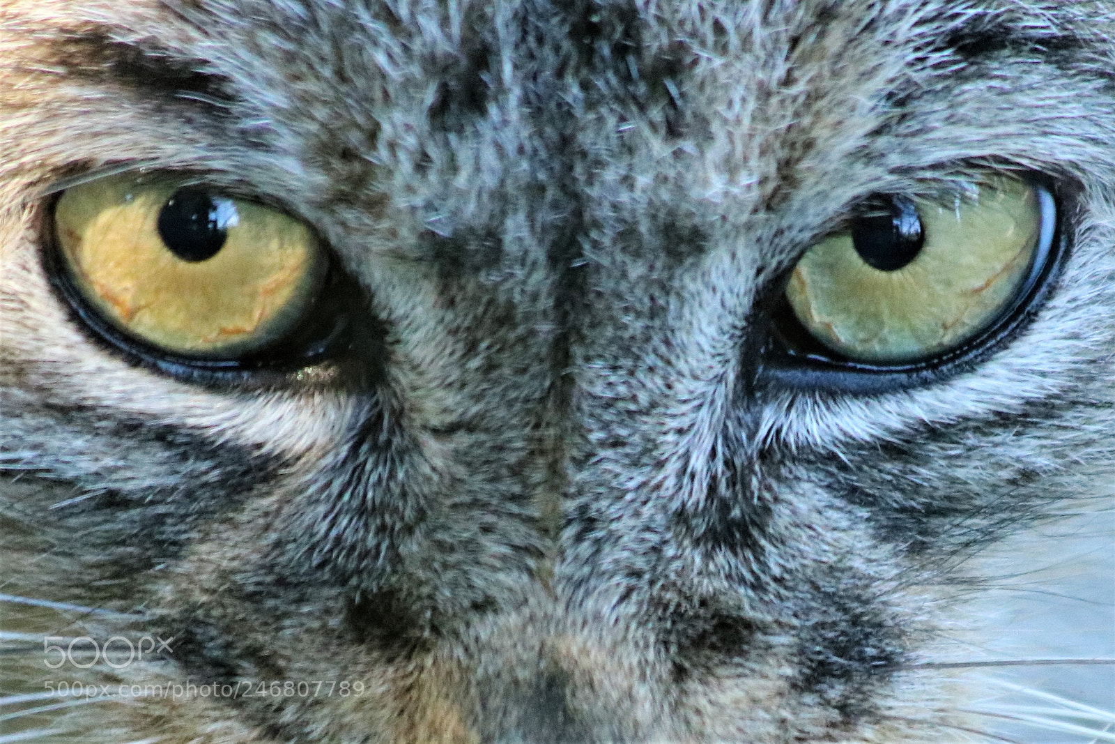 Canon EOS 750D (EOS Rebel T6i / EOS Kiss X8i) sample photo. Pallas cats eyes photography