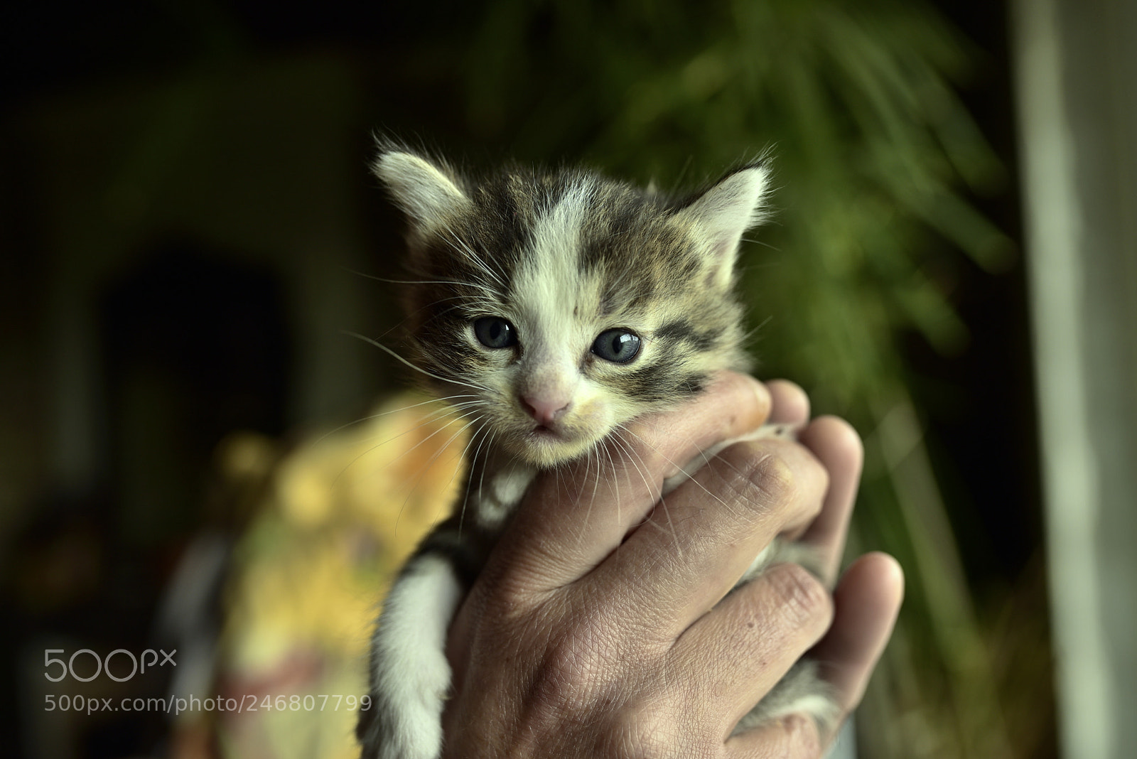 Sigma 35mm F1.4 DG HSM Art sample photo. Dsc photography
