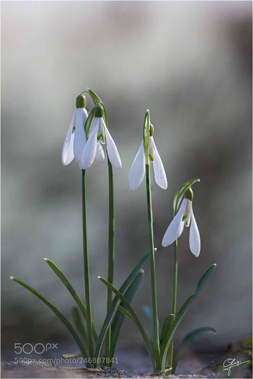 Nikon D610 sample photo. Snowdrops photography