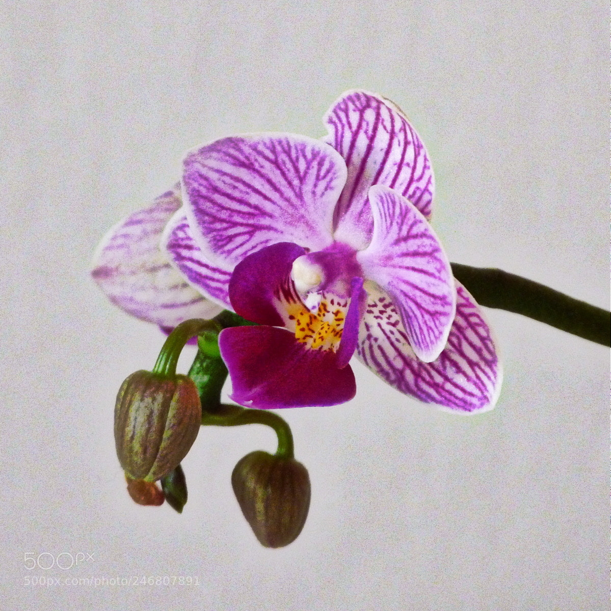 Panasonic Lumix DMC-FZ40 (Lumix DMC-FZ45) sample photo. Orchid photography