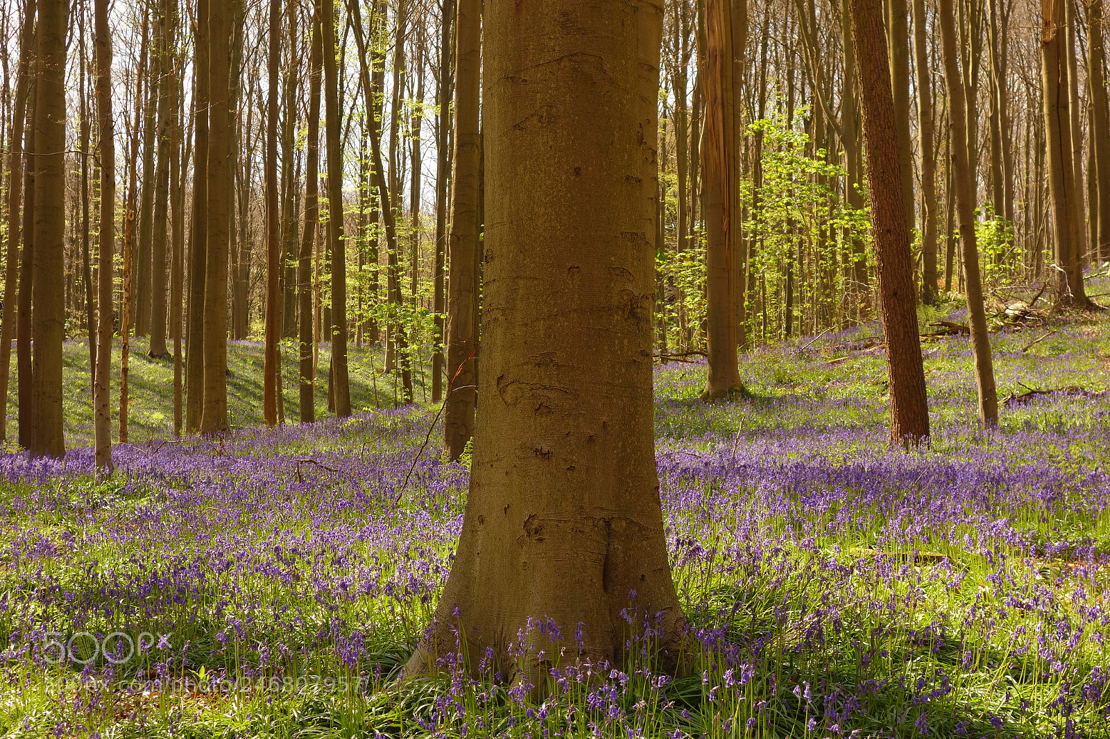 Sony Cyber-shot DSC-RX100 sample photo. Hallerbos #2 photography