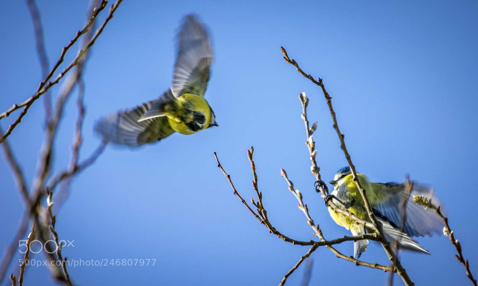 Nikon D7200 sample photo. February spring photography