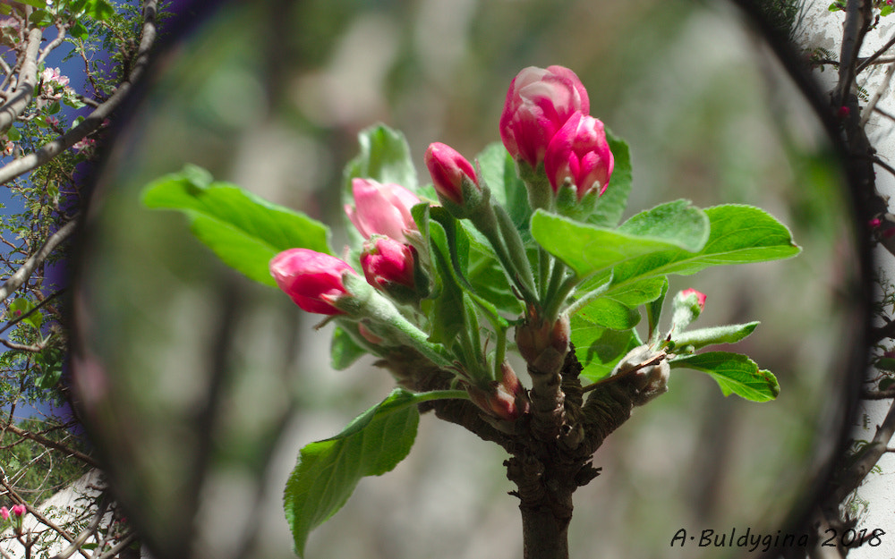 Canon EOS 650D (EOS Rebel T4i / EOS Kiss X6i) + Canon EF 40mm F2.8 STM sample photo. * photography