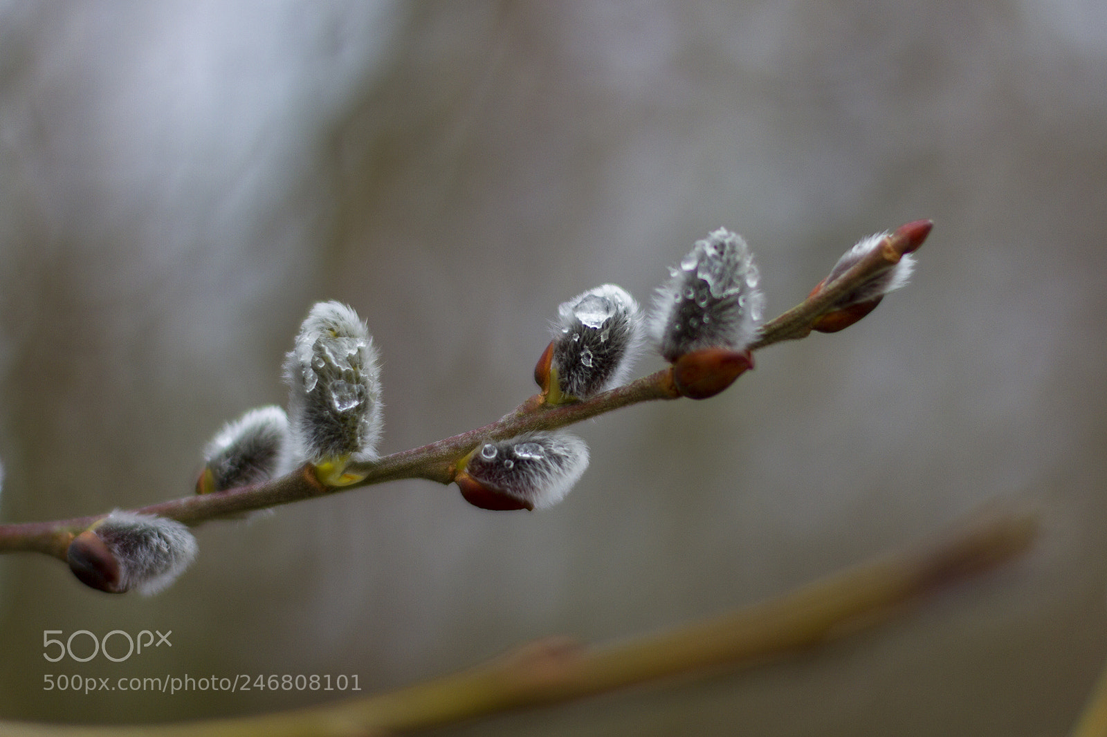 Canon EOS 7D sample photo. Catkins photography