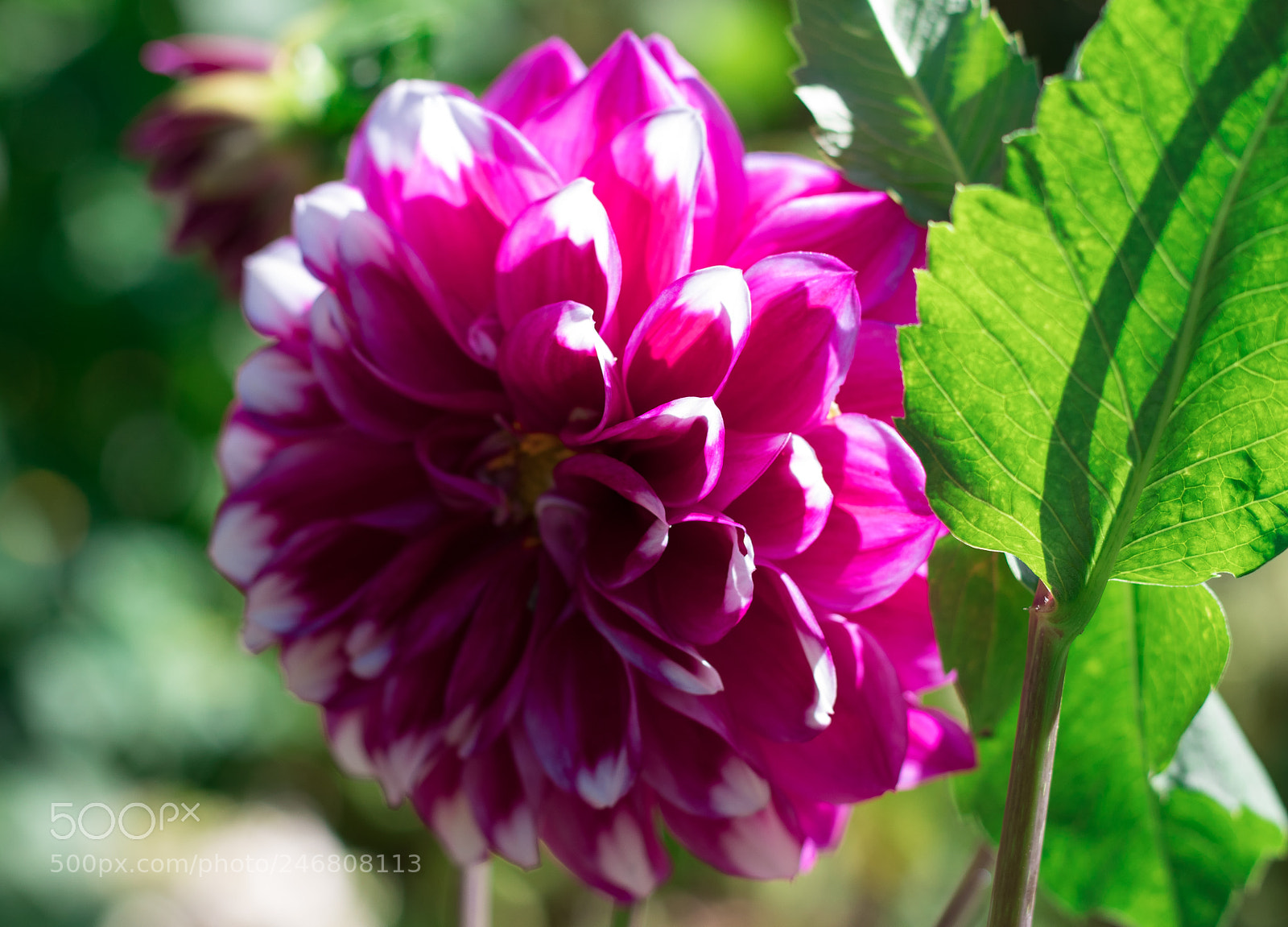 Canon EOS 77D (EOS 9000D / EOS 770D) sample photo. Pakakuna checa photography