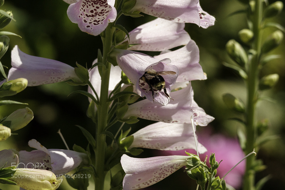 Canon EOS 7D sample photo. Bigbee photography
